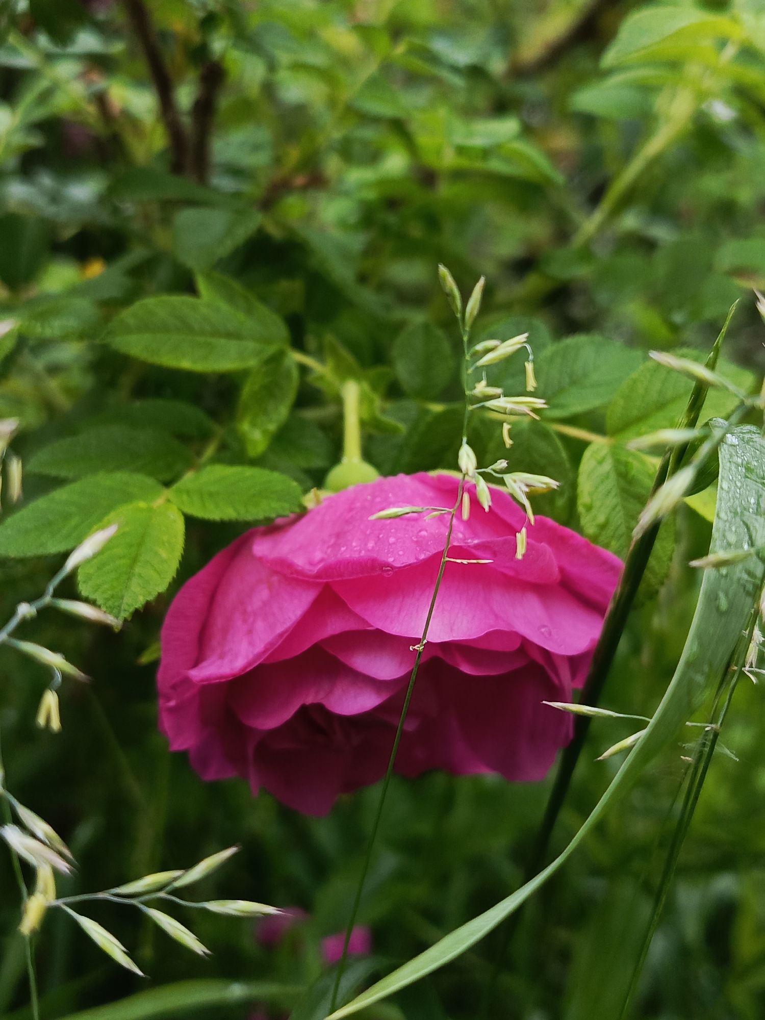 A close-up, vertical-orientation photograph features a vibrant pink rose in soft focus against a background of lush green foliage. The rose, located slightly to the left of the image center, is fully bloomed, with its petals tightly layered. Small water droplets are visible on the petals, suggesting recent rain or dew. In the foreground and to the sides of the rose, delicate blades of green grass and seed stalks, also with water droplets, are present, adding a natural, slightly unkempt aesthetic. The overall lighting suggests an overcast day. The image is a natural scene likely found in an outdoor garden. There are no people or man-made structures clearly visible within the frame.