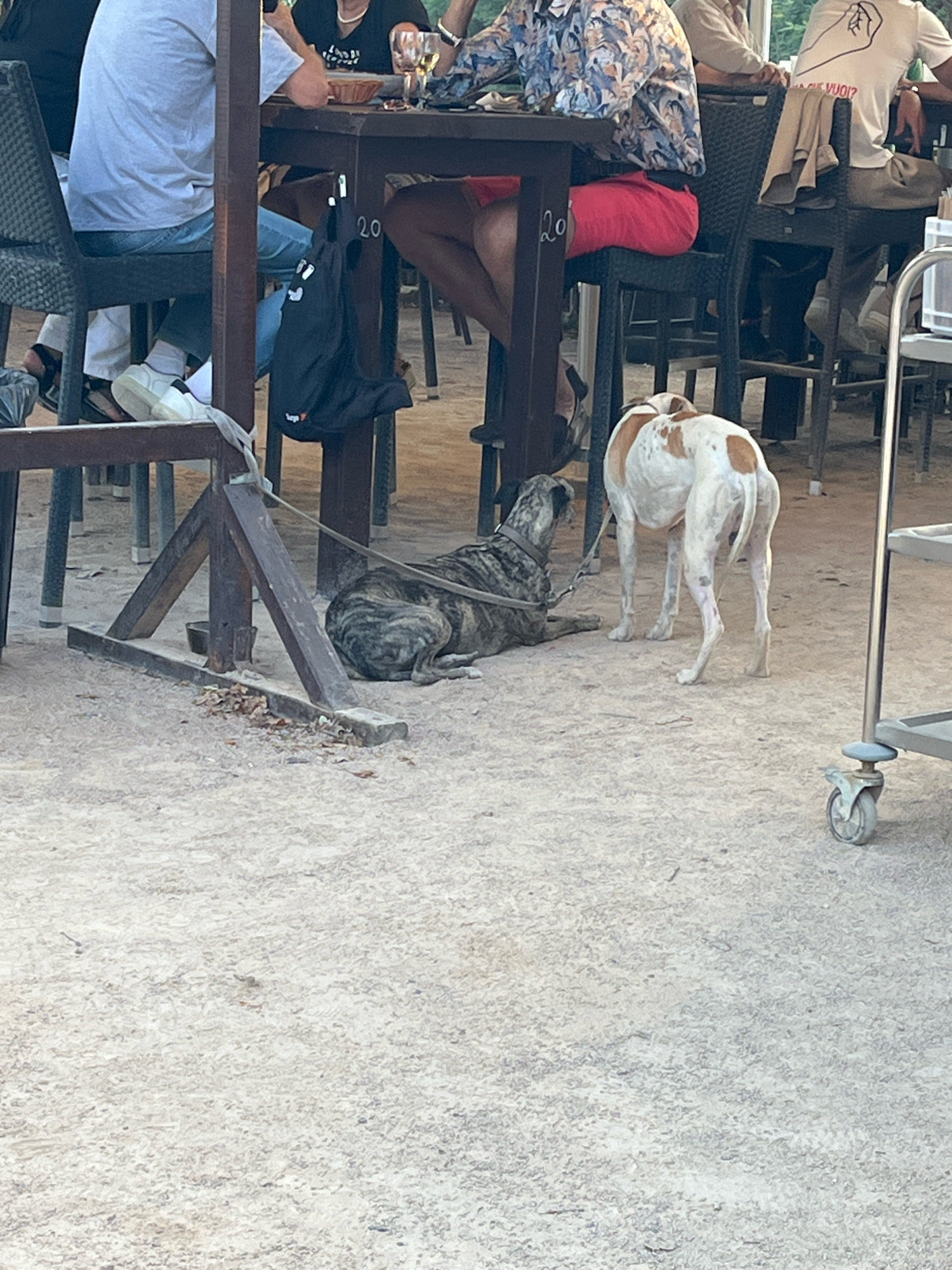 The image depicts an outdoor scene, likely a patio or courtyard, with a light-colored, sandy ground. In the foreground, two dogs are visible. A brindle-colored dog is lying down on the ground, tethered by a leash to a wooden structure. To its right, a white and brown dog is standing. Behind the dogs, a wooden table with chairs is set up, suggesting an outdoor dining area. Several people are seated at the table, though their faces are not clearly visible. One person is wearing a light blue t-shirt, another a floral-patterned shirt, and someone else is wearing a white t-shirt with a graphic. The environment appears to be casual and possibly a restaurant or cafe. The presence of a black bag hanging from a chair and a metal trolley with wheels in the background further contributes to this interpretation. There is no explicit indication that the location is specifically in the city of Saint-Just-Saint-Rambert, France, based solely on the visual information provided.