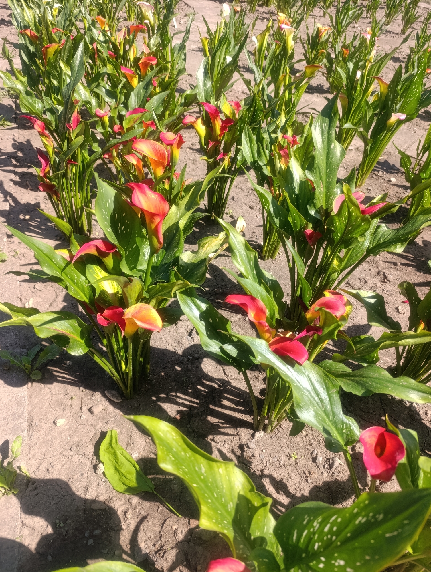This is an outdoor, eye-level, medium shot of a field of calla lilies. The flowers are a mix of red, orange, and yellow, with green leaves. The soil is dry and dusty, and there are shadows cast by the plants. The image appears to have been taken on a sunny day. It is unclear if this location is in Olomouc, Czechia.