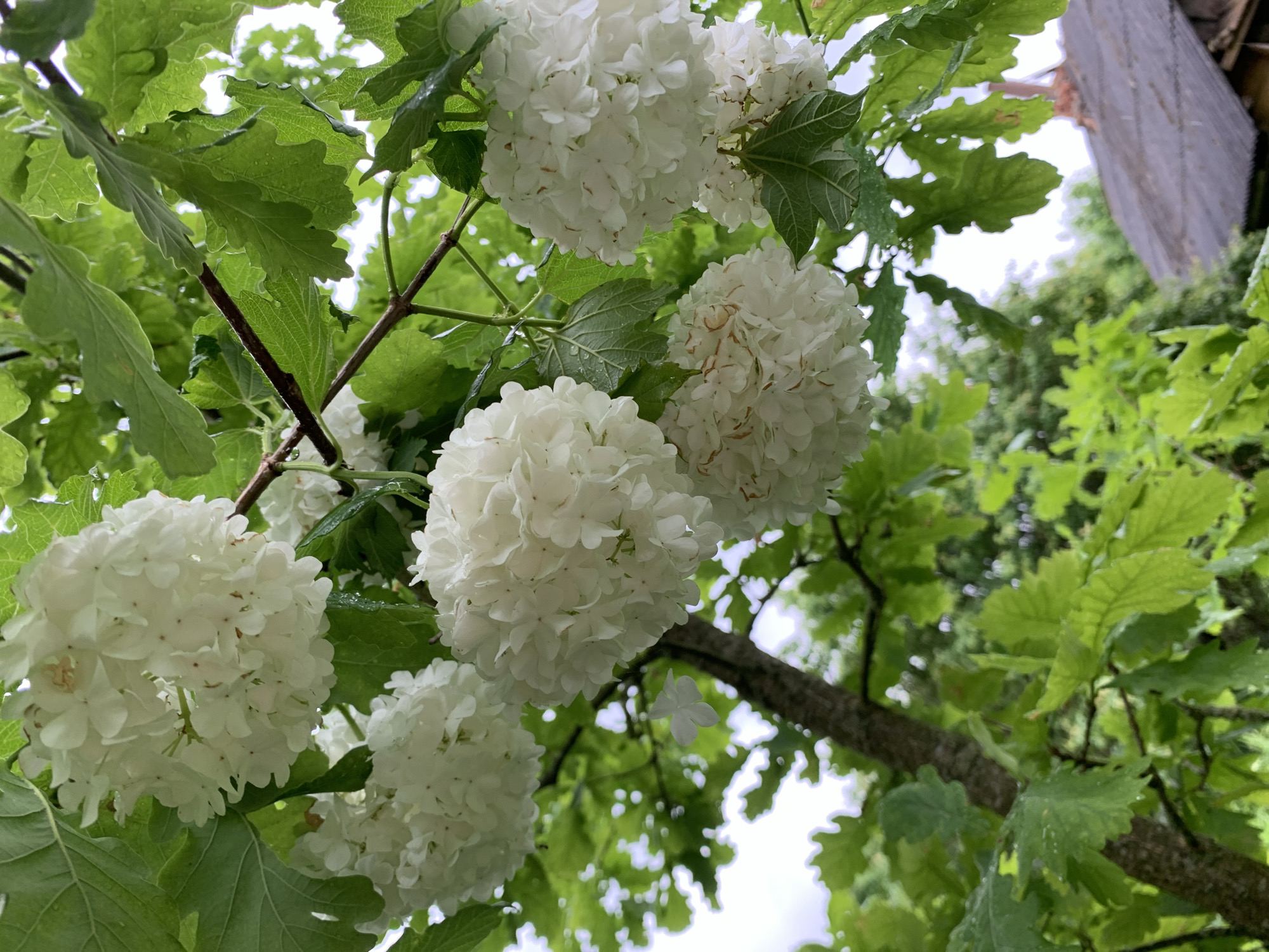 The image depicts a close-up view of white snowball bush flowers with green leaves on a tree. The flowers are in full bloom, forming large, round clusters of small white petals. The leaves are broad and serrated, with water droplets visible on their surfaces, suggesting recent rain. The background is a mix of green foliage and a cloudy sky. In the lower right corner, the edge of a rustic, dark-roofed structure, possibly a shed or outbuilding, is visible. The scene appears to be set in a natural or garden environment, possibly within a residential area of Відзаўскі сельскі Савет, Belarus, given the presence of the building and the cultivated appearance of the plants. No people are present in the image.