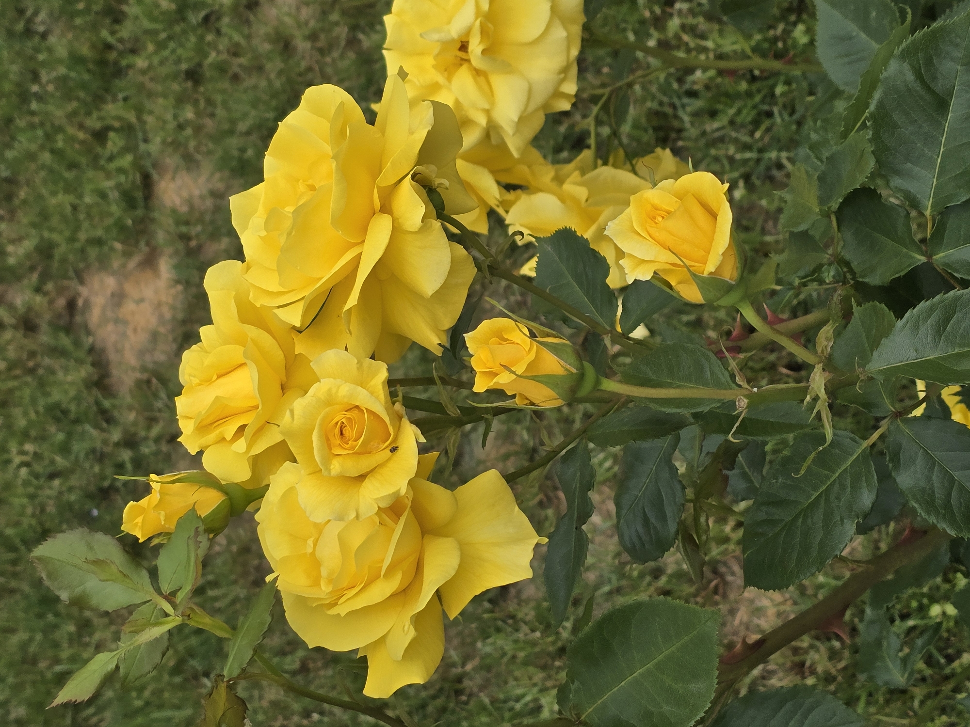 The image shows a cluster of yellow roses in bloom against a backdrop of green grass. The roses are in varying stages of development, with some fully opened and others still buds. The leaves of the rose bush are green and healthy, and the thorns on the stem are visible. The location is Botevo, Bulgaria.