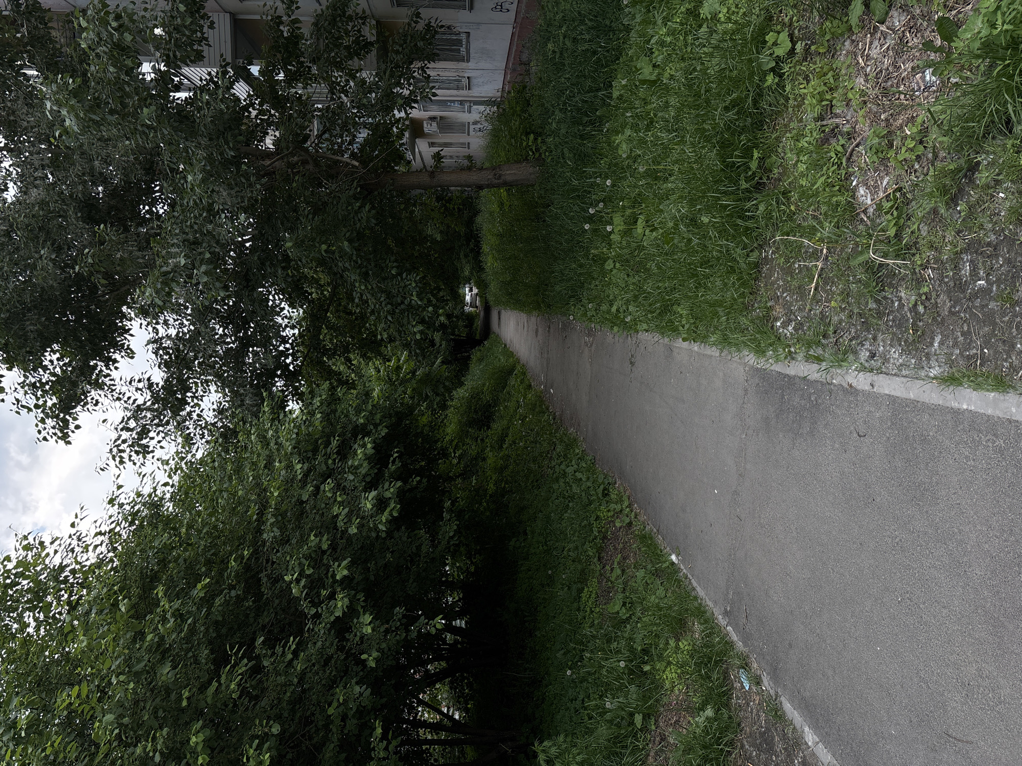 A paved walkway runs through a densely vegetated area next to a multi-story apartment building in Novosibirsk, Russia. The walkway is flanked on the left by a steep, overgrown embankment with trees and bushes, and on the right by a strip of tall grass and a portion of the building's facade. The building, appearing to be made of light-colored concrete, has several windows with metal bars. The ground on the right side of the walkway is littered with grass, debris, and some fallen branches. In the distance, a white car is visible parked on what appears to be a street or another walkway. The sky is overcast with clouds. The scene depicts an urban environment with a significant presence of nature, suggesting a residential area with green spaces.