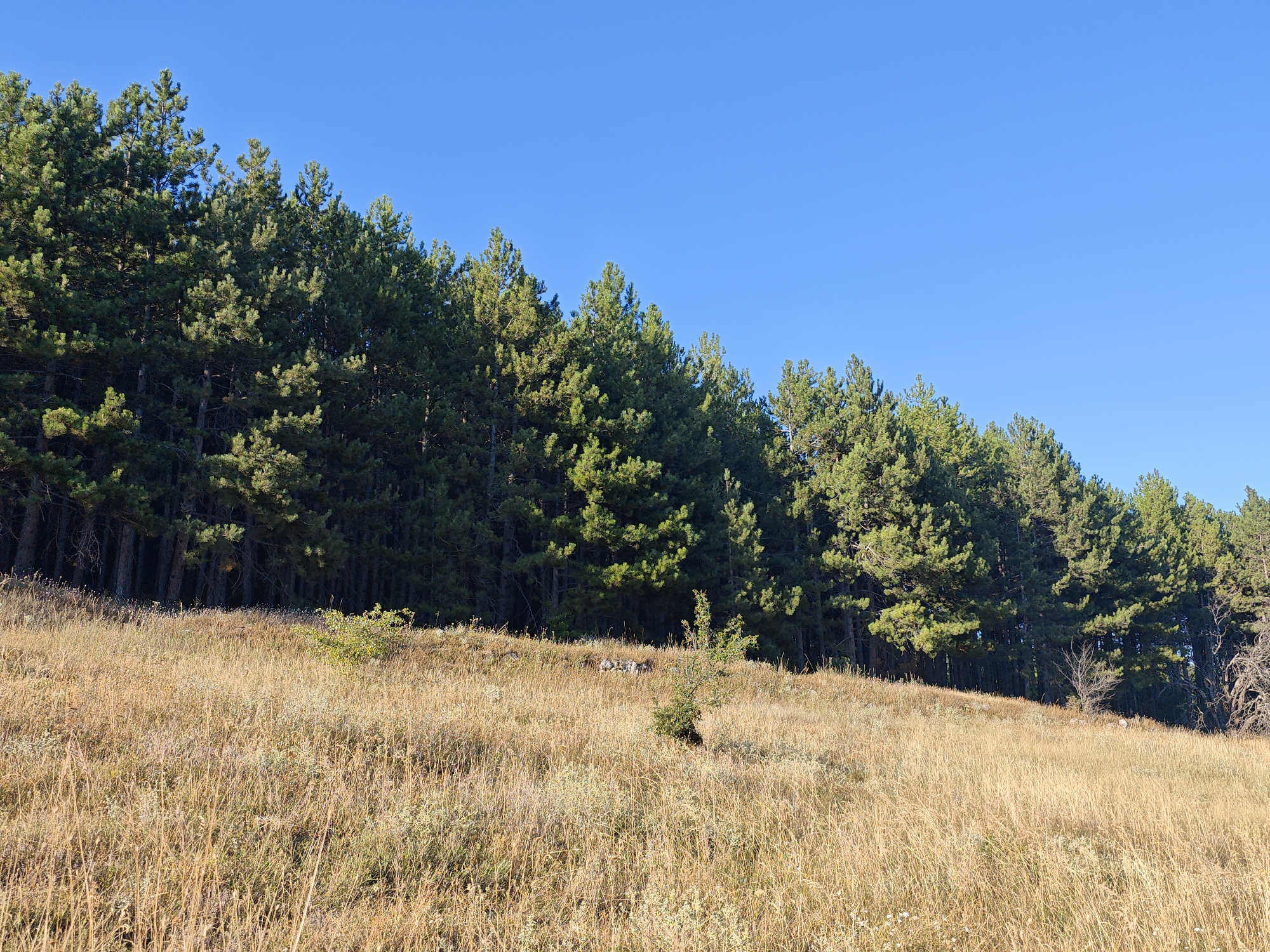 The image depicts a sunlit, dry grassy slope leading up to a dense evergreen forest. The sky is a clear, vibrant blue. The foreground is dominated by tall, golden-brown grasses and wildflowers, suggesting a late summer or early autumn season. A small, bushy green sapling is visible in the middle ground. The forest edge, composed of pine trees, forms a dark green line across the upper portion of the image, casting shadows on the slope. The scene is devoid of any human presence or man-made structures. This landscape is consistent with the natural environment found in and around the city of Gradets, Bulgaria, known for its surrounding mountainous terrain and forests.