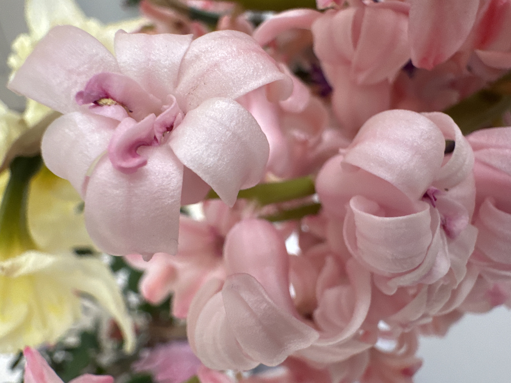 The image shows a close-up of light pink hyacinth flowers. The petals are slightly curled and textured. There are some yellow daffodils visible in the background. The location is not specified in the provided image.