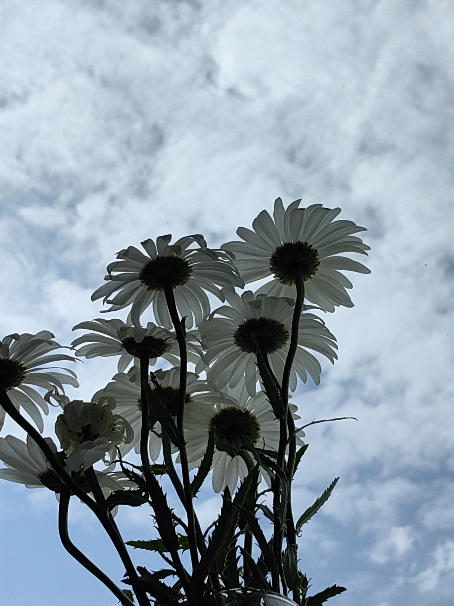 The image displays a close-up, low-angle view of a cluster of white daisies against a cloudy sky. The daisies are silhouetted, with their petals and dark centers visible. The stems and some leaves are also visible, appearing dark and slightly thorny. The sky is filled with scattered, gray and white clouds, suggesting an overcast or partly cloudy day. The perspective is from below the flowers, looking upwards. The image does not contain any information indicating its location in Sochi, Russia, nor does it show any people, actions, or interactions.