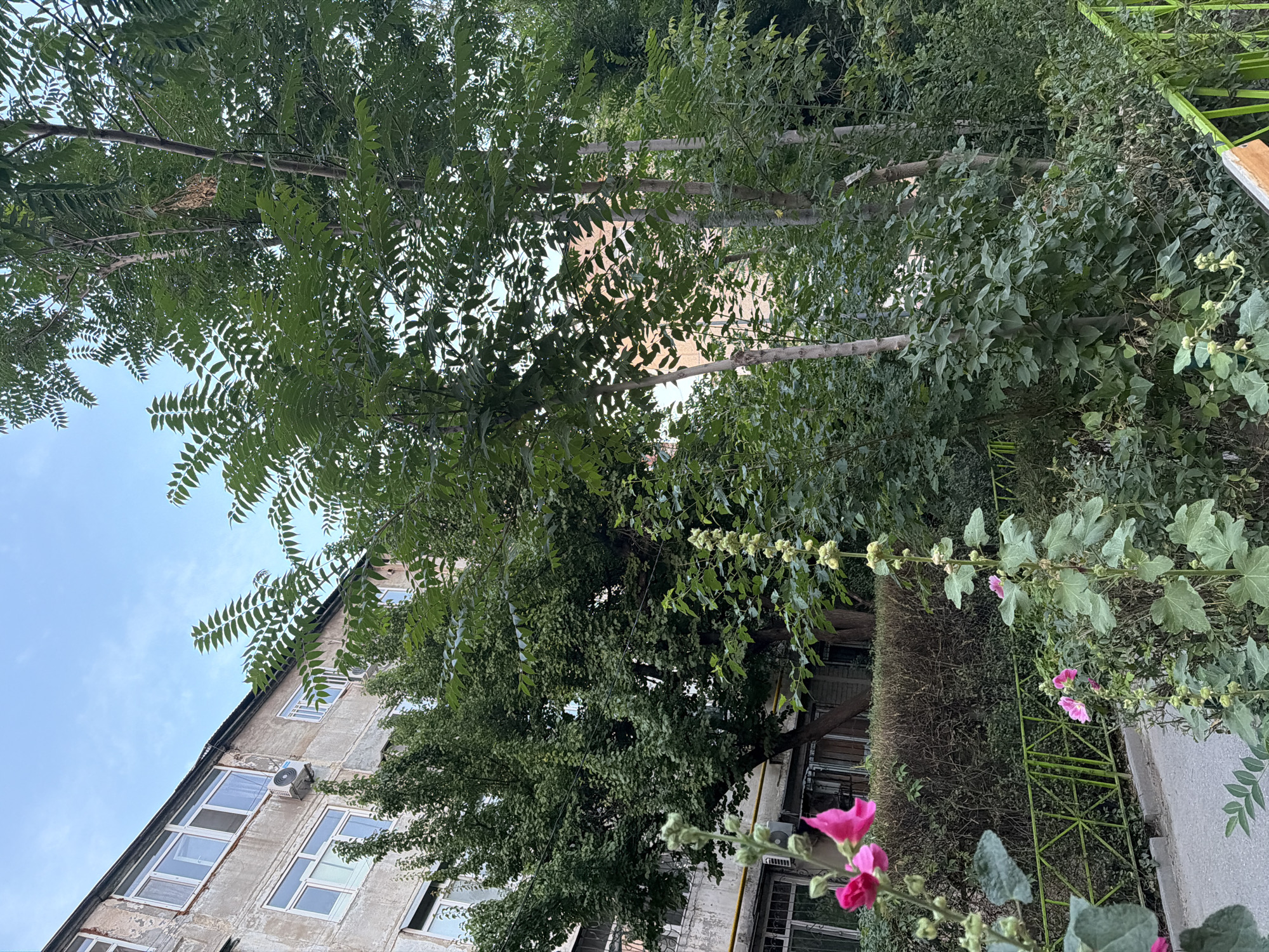 The image shows an exterior view of a weathered, multi-story apartment building with visible air conditioning units and windows. In front of the building is a lush, green area with various trees and flowering plants. Specifically, there are tall, slender trees with compound leaves and a thick canopy of green foliage. In the foreground, pink hollyhock flowers are in bloom, along with other greenery and a green metal fence. The sky above is partly cloudy and light blue. The scene appears to be a residential area in the city of Shymkent, Kazakhstan, likely a courtyard or green space adjacent to the building.