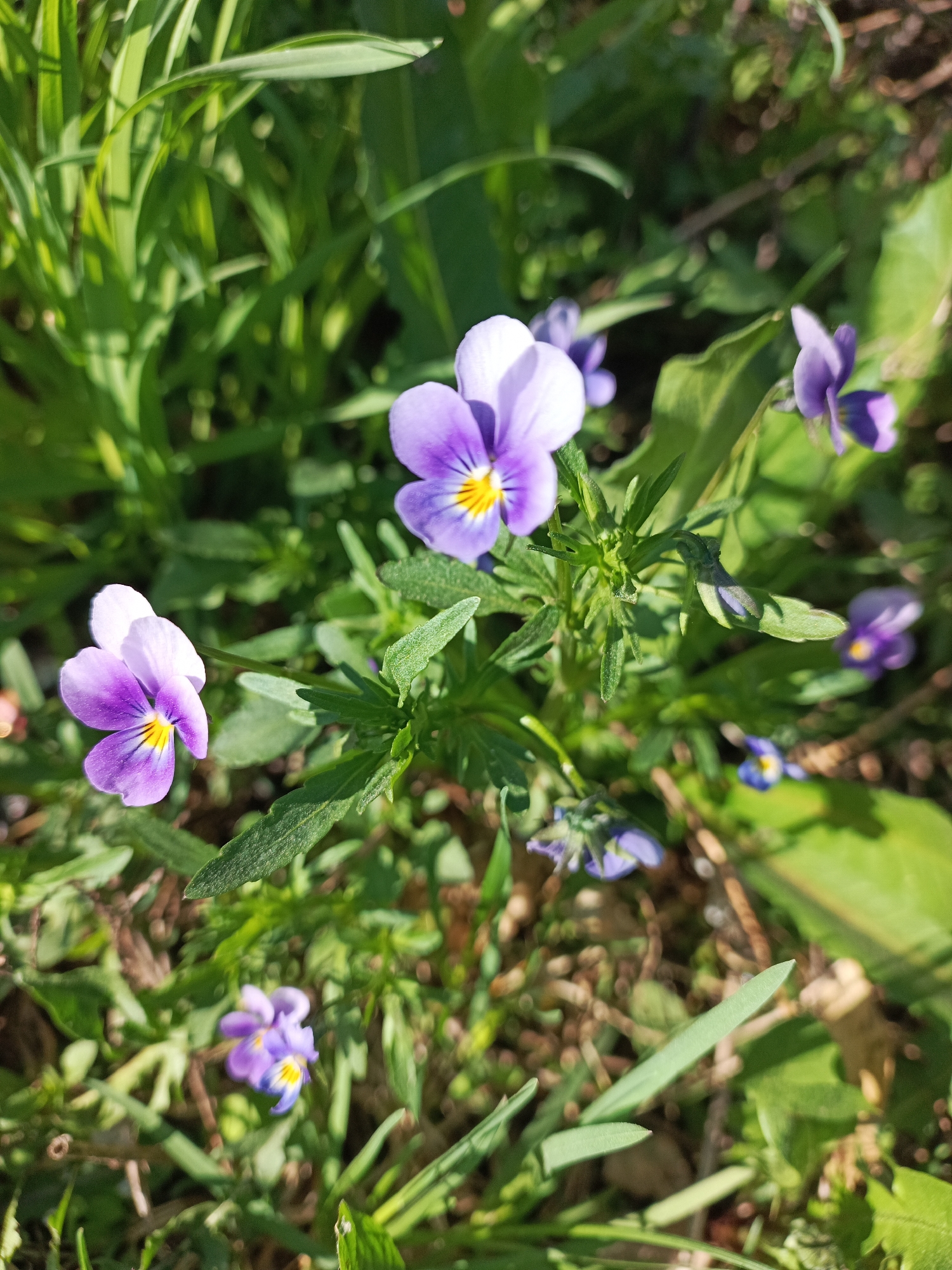 The image shows a close-up view of a patch of Viola flowers, likely Viola tricolor (pansies or heartsease), growing among grass and other foliage. The flowers are primarily purple and white with a yellow center. The image appears to have been taken outdoors during daylight hours, indicated by the sunlight and shadows. The scene suggests a natural setting within an urban environment where flowers are planted or grow wild. The precise location within the city of Chaikovsky, Russia, cannot be determined from the image alone.