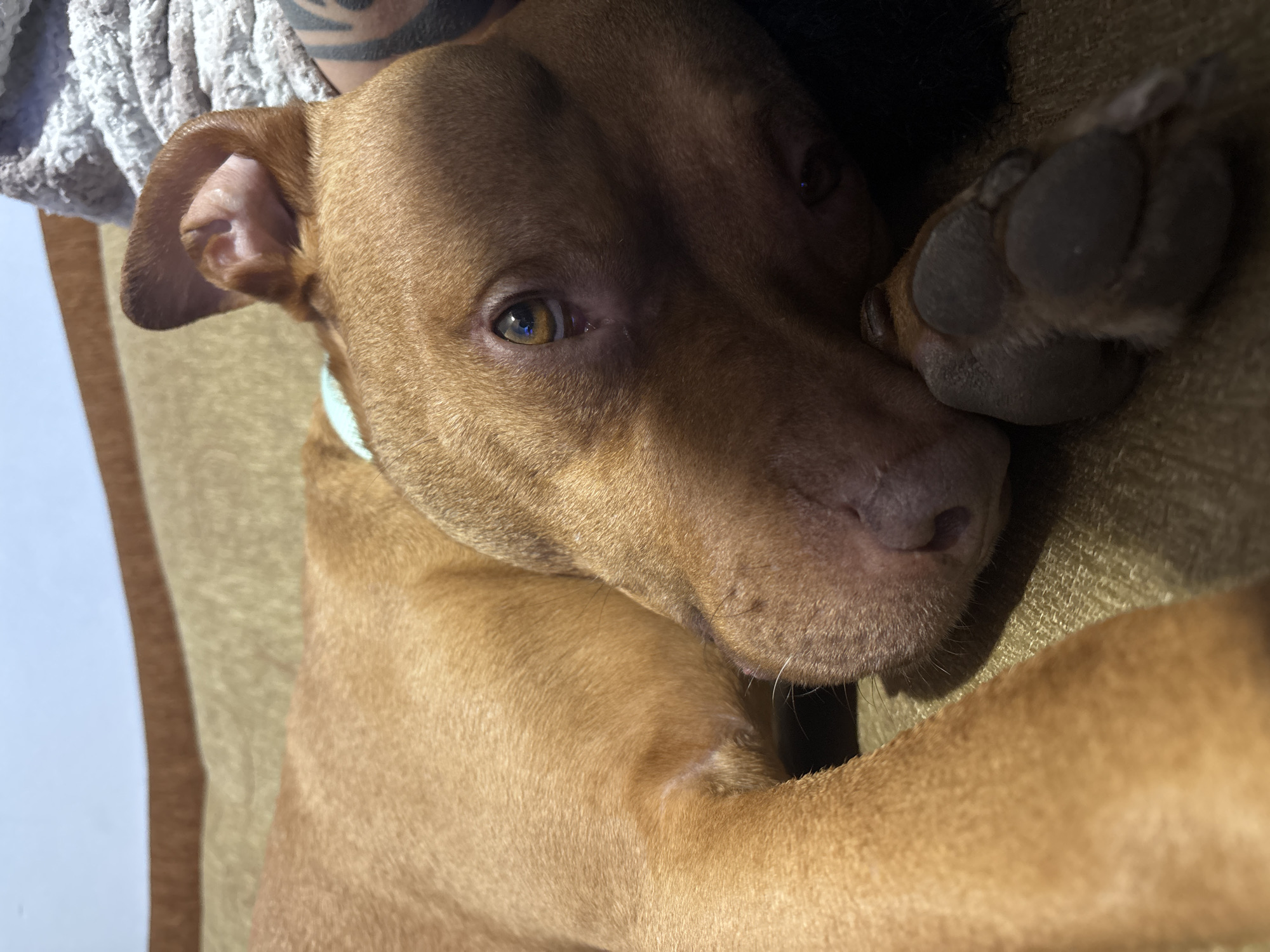 A medium-sized, short-haired, brown dog is lying down on a brown surface, possibly a couch or bed. The dog's head is resting on its front paw. The dog is wearing a light blue collar. In the background, there is a textured white and gray material on the upper left and a dark, undefined area on the upper right. The dog's eye is open and visible. No other people or subjects are visible. The location is not discernible from the image.