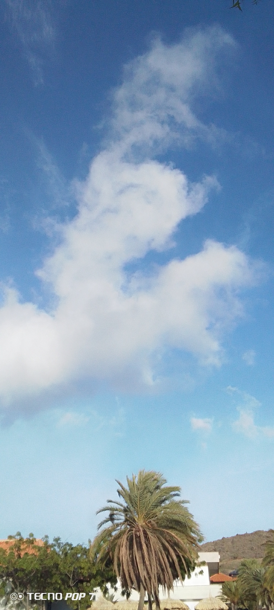 The image shows a daytime scene in Pedro González, Venezuela, focusing on a partly cloudy sky and a palm tree. The sky is blue with scattered white cumulus clouds. A palm tree, likely a date palm based on its foliage, is situated in the lower center of the frame. Behind the palm tree are other trees, a white building with an orange roof, and a distant hillside. The foreground includes sparse vegetation. A watermark indicating "TECNO POP" is visible in the lower left corner of the image.