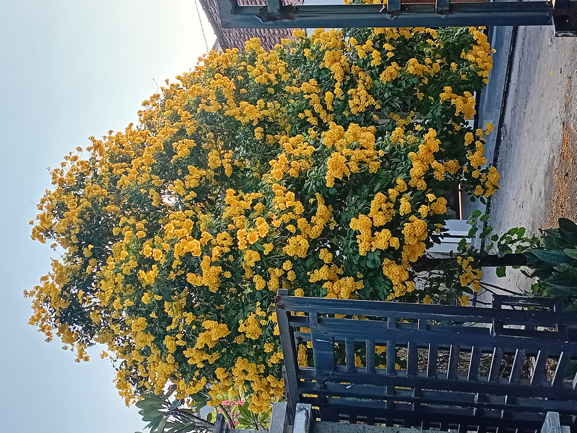 A vibrant yellow flowering tree is the dominant subject in this outdoor scene, likely located in Gebog, Indonesia, as indicated by contextual information. The tree is densely covered in bright yellow, bell-shaped flowers, creating a striking contrast with its green foliage. In the foreground, a dark-colored, slatted metal gate is partially visible on the left side of the image, suggesting a property boundary. Behind the tree, a portion of a tiled roof of a building is visible, typical of Indonesian architecture. The sky above is a pale, clear blue, indicating a daytime setting, possibly early morning or late afternoon due to the soft light. The ground appears to be a gravel or dirt road. No people are present in the frame.