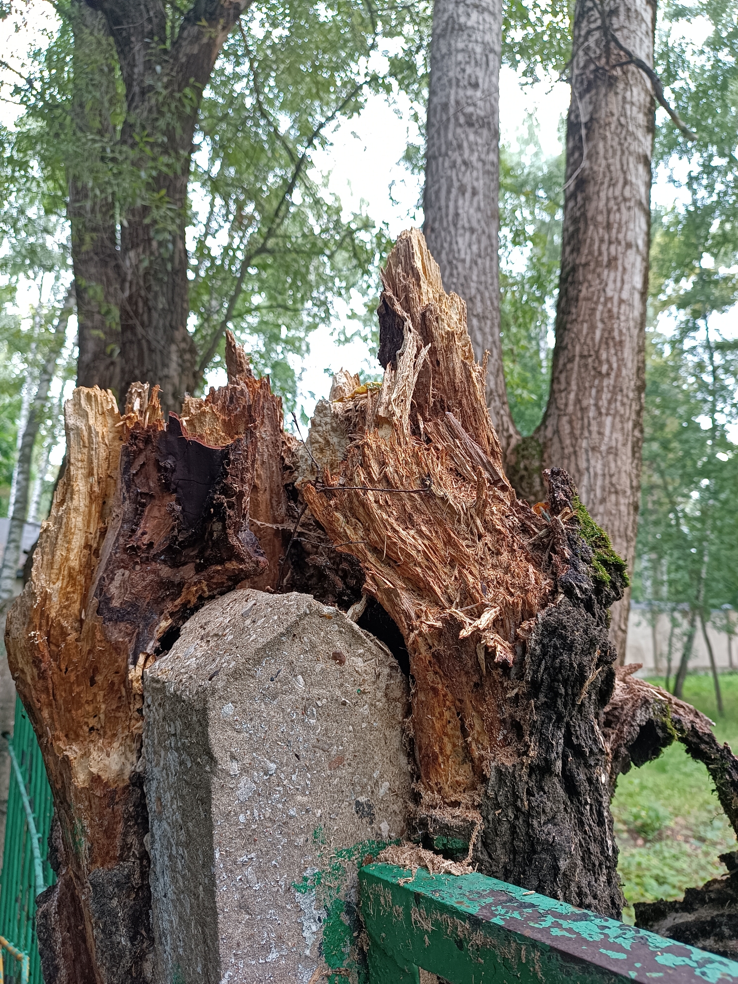 In Bykovo, Russia, a close-up, low-angle shot captures a decaying tree stump in the foreground, partially supported by a concrete block. The stump exhibits a rough, splintered texture with exposed, dried wood, dark brown bark, and patches of green moss. A weathered green metal railing is visible in the lower portion of the frame. In the background, the trunks of several tall trees with textured bark are prominent, and a canopy of green leaves suggests a natural or park-like setting. The lighting is soft and diffused, indicative of an overcast day. No people are present in the image.