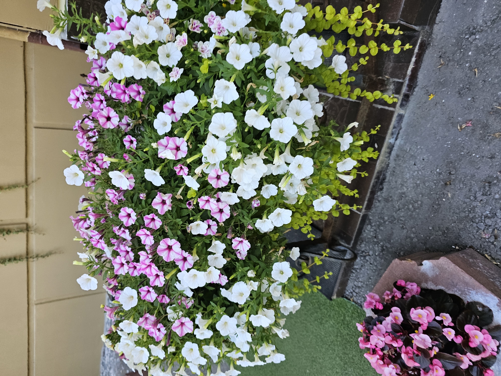 In a garden setting, a large planter box overflows with an abundance of petunia flowers. The petunias are a mix of white and pink varieties, with some showcasing striped patterns of pink and white. Trailing greenery hangs from the planter, adding a lush dimension to the arrangement. Below the planter, a dark-colored textured surface, possibly concrete or brick, is visible. To the lower left of the frame, a separate brick planter holds a cluster of vibrant pink begonias with dark foliage. The background features a beige-colored building facade. This scene is likely located in the city of Khimki, Russia, given its typical urban garden aesthetic. There are no people or animals present in the image, and no discernible actions or interactions are taking place. The lighting suggests it is daytime.