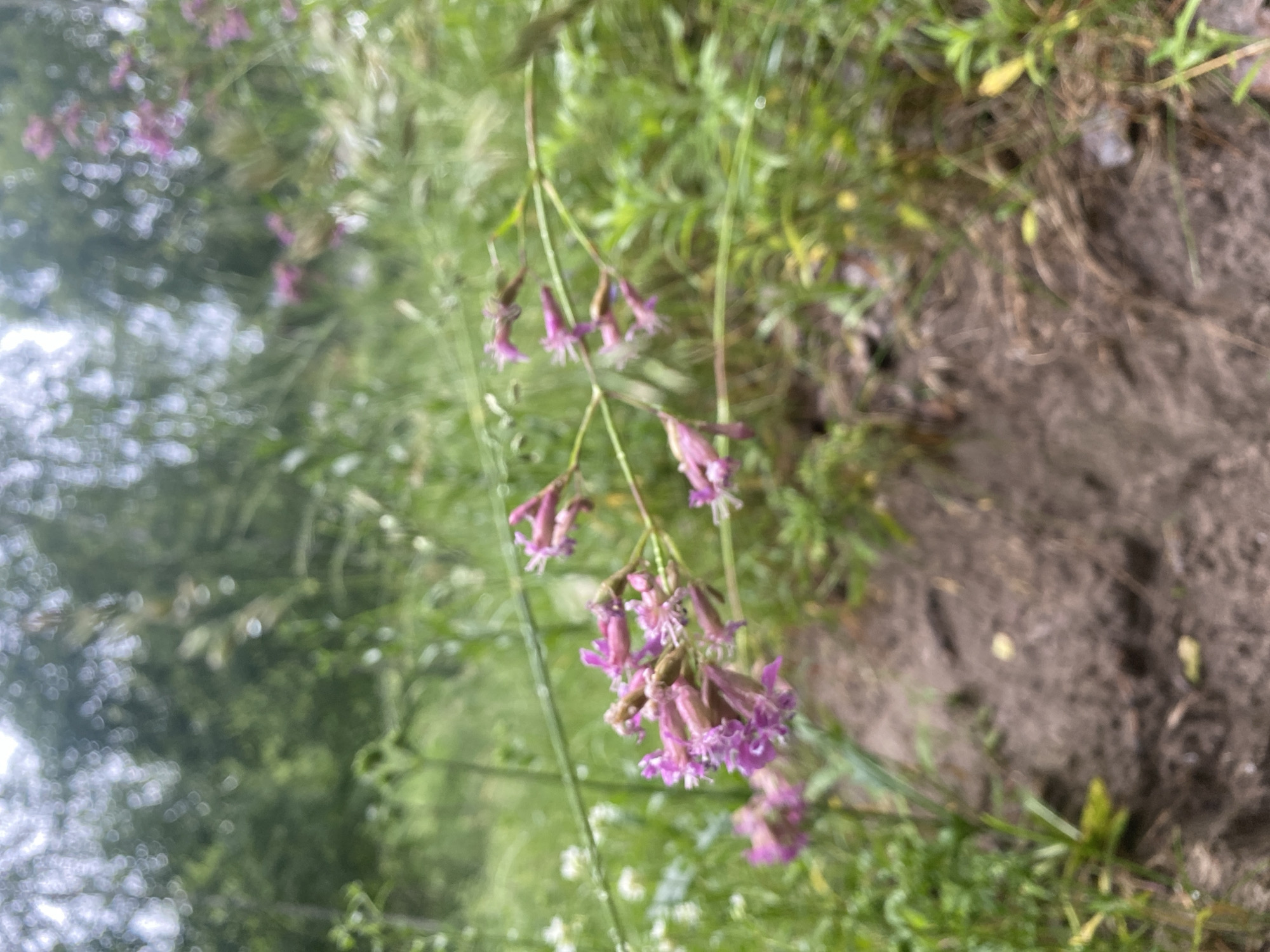 The image shows a close-up, out-of-focus view of pink flowers in a natural environment. The flowers are clustered on thin stems, and their petals are small and delicate. They appear to be growing in a field or meadow, with tall green grass and other vegetation in the background. The ground in the foreground is a mixture of dirt and dry leaves. The lighting suggests it is daytime, possibly overcast, given the soft light and lack of harsh shadows. There is no visible indication of human presence or activity. The context of Zelenodolsk, Russia, implies this scene is likely a natural area within or near the city, possibly a park, forest edge, or undeveloped land.