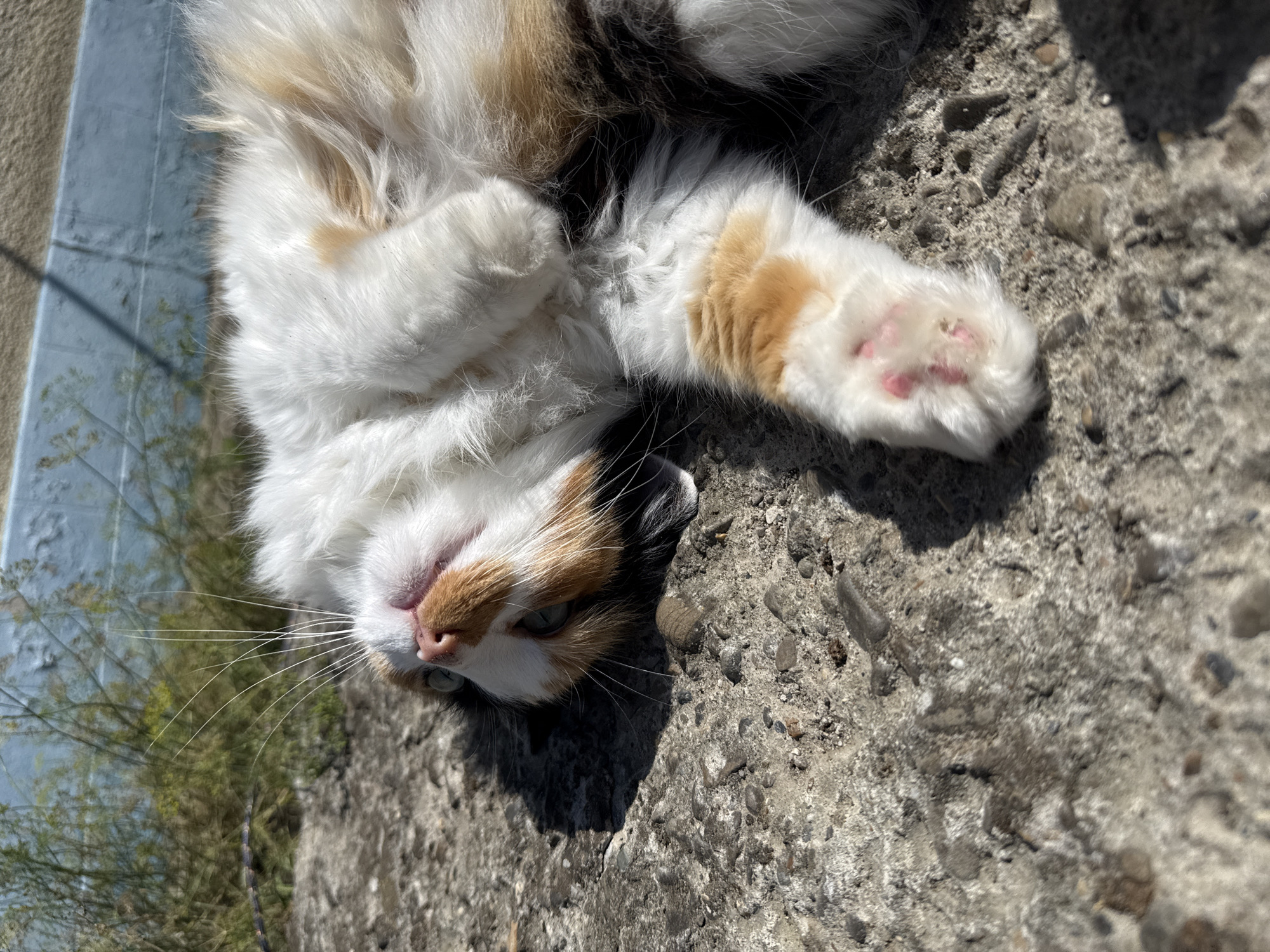 A calico cat lies on its back on a concrete surface outdoors, its paws in the air. The cat has white, orange, and black fur. Its eyes are open and looking upwards. The concrete surface is rough and appears to be an outdoor pavement or ground. In the background, there is green vegetation and a pale blue wall. The lighting suggests it is a sunny day, casting shadows on the concrete.
