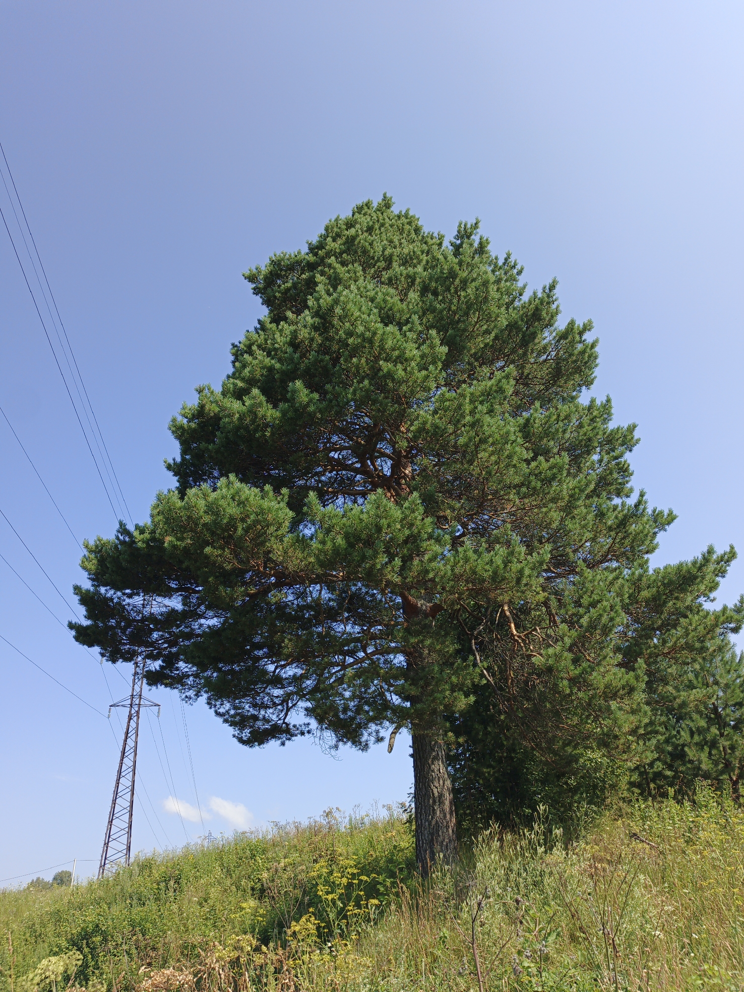 An outdoor, low-angle shot captures a large, mature pine tree dominating the frame against a clear, bright blue sky. The tree is positioned on a grassy slope covered with various green and yellow wildflowers and weeds. To the left of the tree, a tall, dark metal power line tower stands, with multiple wires extending from it and across the sky. The lower portion of the image shows the textured bark of the pine tree's trunk and the dense foliage of its branches, which are filled with green needles. The overall scene suggests a natural, somewhat wild landscape, possibly on the outskirts of the village of Urtiushka, Russia. There are no people or animals visible in the image.