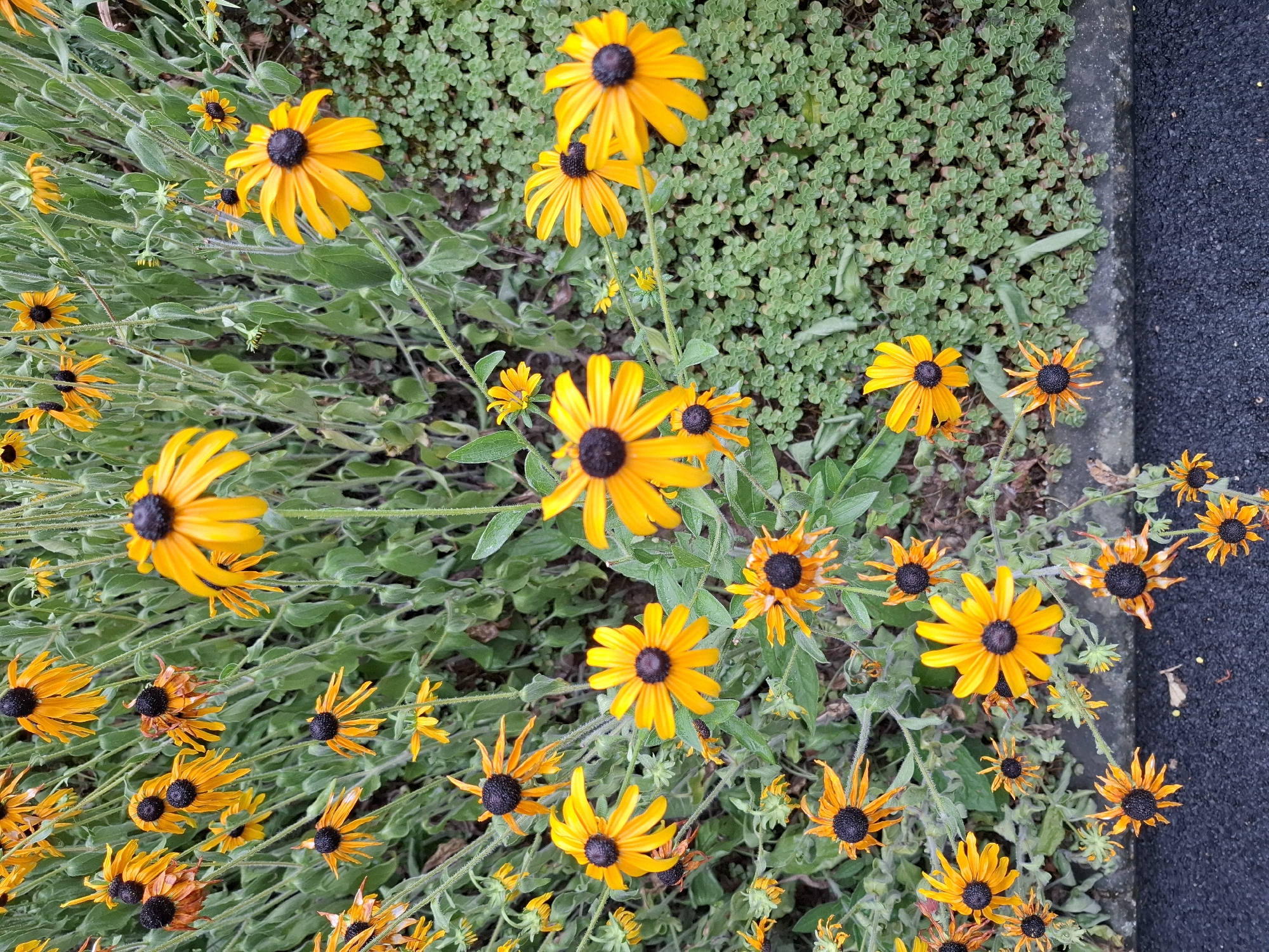 A close-up, high-angle shot shows a patch of black-eyed susans with bright yellow petals and dark brown centers. The flowers are interspersed with thin green stems and leaves. To the right of the flowers, a dense carpet of small, light green ground cover is visible. The foreground features a dark gray asphalt surface, bordered by a concrete curb. The scene appears to be an outdoor setting, possibly a garden or roadside in Eschenbach (LU), Switzerland. There are no people or animals in the image.