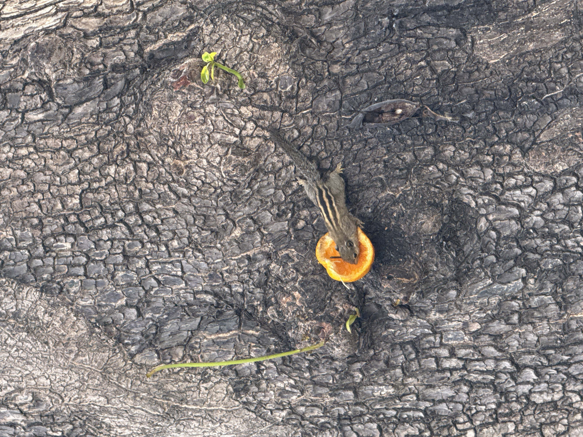 A squirrel is eating an orange slice on the bark of a tree. This photo was taken in Nha Trang ward, Vietnam. New green growth is visible on the tree bark. A dried leaf is also on the bark. The bark has a deep, ridged texture and is grey in color.