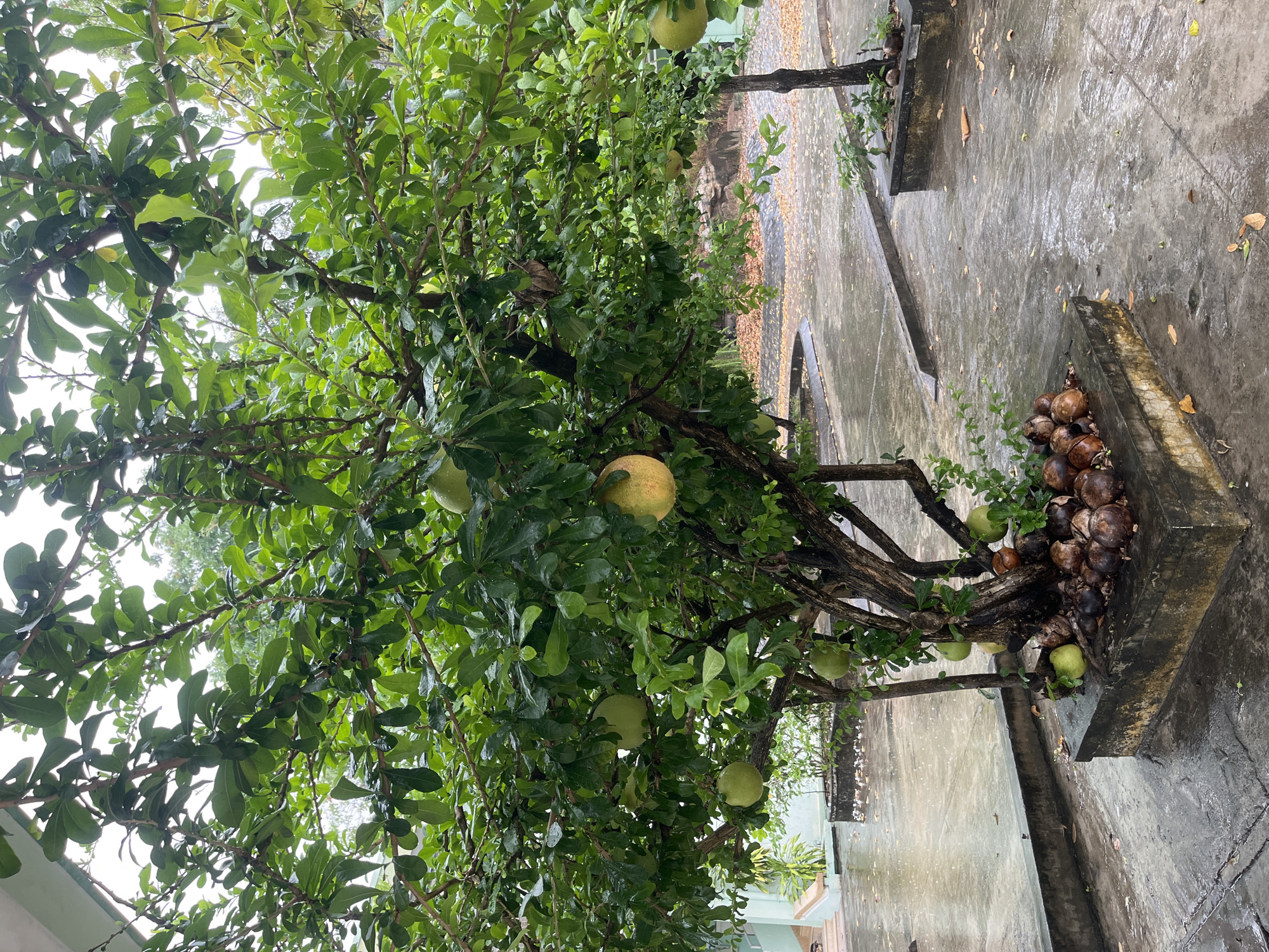 The image depicts a tree with large, round fruits hanging from its branches in Bac Nha Trang Ward, Vietnam. The ground is wet, suggesting it has recently rained. Some of the fruits, brown and possibly decaying, are piled on the ground next to a concrete structure. The tree is full of green leaves. The environment is urban, as evidenced by the concrete surfaces and building structures in the background.