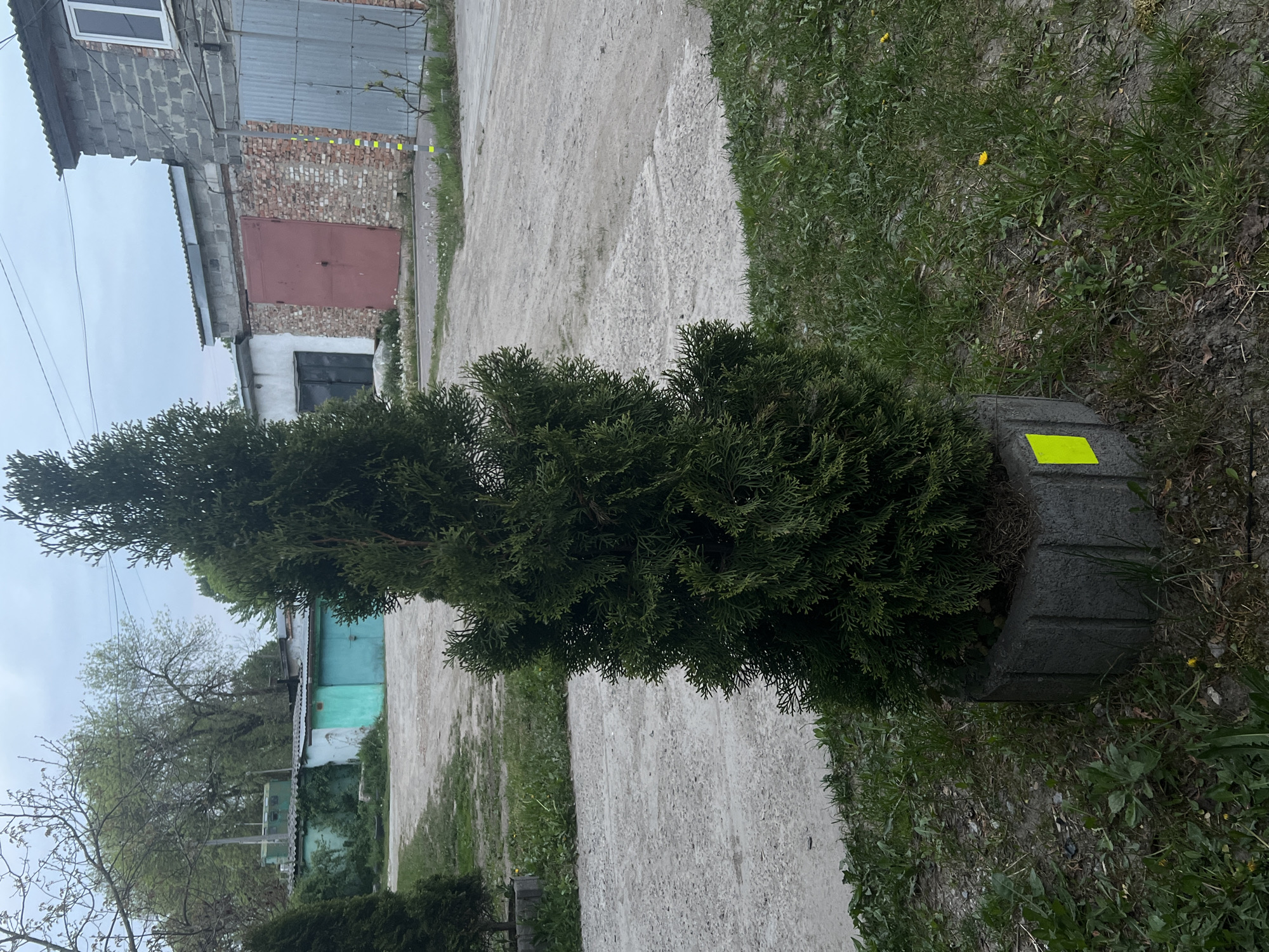 The image shows a columnar evergreen tree planted in a concrete planter. A bright yellow sticker is adhered to the planter. The tree stands beside a concrete pathway. A lawn borders the pathway on the right. Buildings of mixed construction, including brick and corrugated metal, are visible in the background. The location is Cherliany, Ukraine.