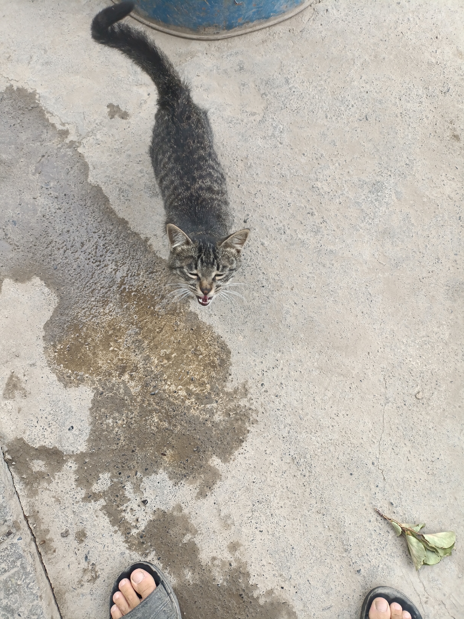 The media file shows a tabby cat with its mouth open, looking upwards. The cat's fur is a mix of grey, black, and brown stripes. Its eyes are partially closed, and its whiskers are prominent. The cat is standing on a wet, concrete surface, with a large dark shadow cast on the ground behind it. To the left of the cat, there is a large, wet patch on the concrete, possibly from a recent spill or rain. In the foreground, two feet wearing dark-colored sandals are visible, suggesting the perspective of someone standing near the cat. To the far right of the image, a dried, light-green leaf is lying on the concrete. In the upper portion of the image, a small part of a blue cylindrical object, possibly a container or bucket, is visible. The scene appears to be outdoors, likely in a courtyard or alleyway, given the concrete ground and the presence of what looks like a bucket. The lighting suggests it is daytime, and the wet ground might indicate recent rain or cleaning. The cat's open mouth and upward gaze could suggest it is meowing or reacting to something above. There is no visible text in the image. The location context is Tash-Dobo, Kyrgyzstan.