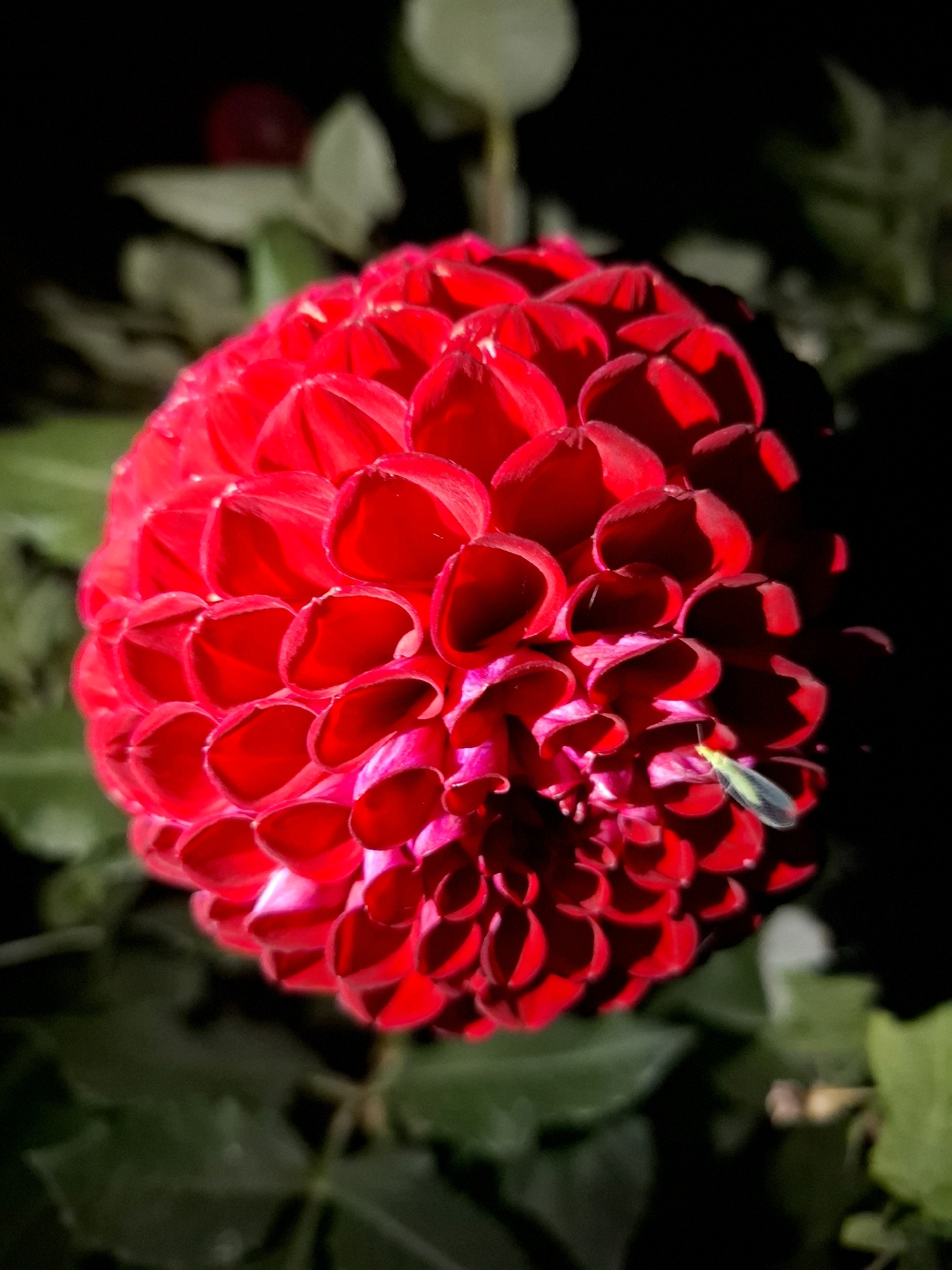 A close-up, high-angle shot showcases a vibrant red dahlia flower in full bloom, its many petals forming a complex, layered spiral. The flower is the central subject, dominating the frame with its rich color and intricate texture. The background is dark and softly blurred, with hints of green foliage and a few out-of-focus shapes that suggest other plants or possibly distant lights. A small, translucent insect with light green wings is perched on one of the flower's petals, near the right edge of the frame. The lighting appears to be artificial or from a single strong source, casting dramatic shadows and highlighting the glossy surfaces of the petals. The overall impression is one of natural beauty captured in a moment of quiet detail. There is no discernible location in Tyumen, Russia, or any indication of human presence or activity.