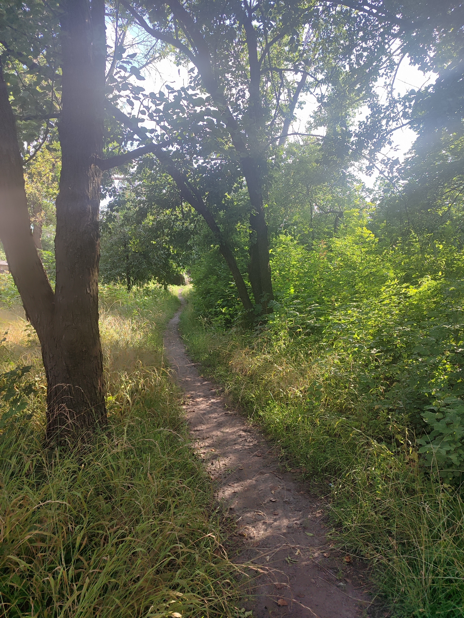 The image depicts a dirt path winding through a sun-dappled forest. Tall trees with dense green foliage form a canopy overhead, allowing shafts of sunlight to illuminate the path and the surrounding undergrowth. Tall grasses and bushes line the sides of the path, creating a lush, natural environment. The path appears to be well-trodden and leads deeper into the wooded area. The scene is serene and evokes a sense of natural beauty.
