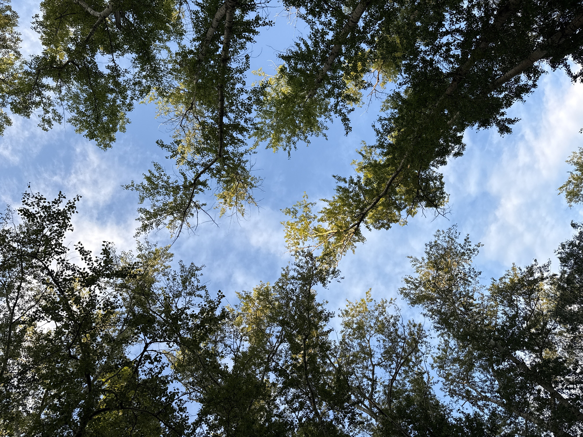 An upward-looking shot captures the canopy of tall trees against a blue sky dotted with wispy white clouds. The trees, with their distinct bark patterns, fill the frame from the edges, creating a natural, almost kaleidoscopic effect. Sunlight filters through the leaves, casting a dappled light and highlighting some branches with a yellowish-green hue, suggesting the early stages of autumn. The perspective is from ground level, looking directly up at the sky through the foliage. The scene is devoid of any human presence or man-made structures, presenting a serene view of nature. The image evokes a feeling of tranquility and the vastness of the sky.