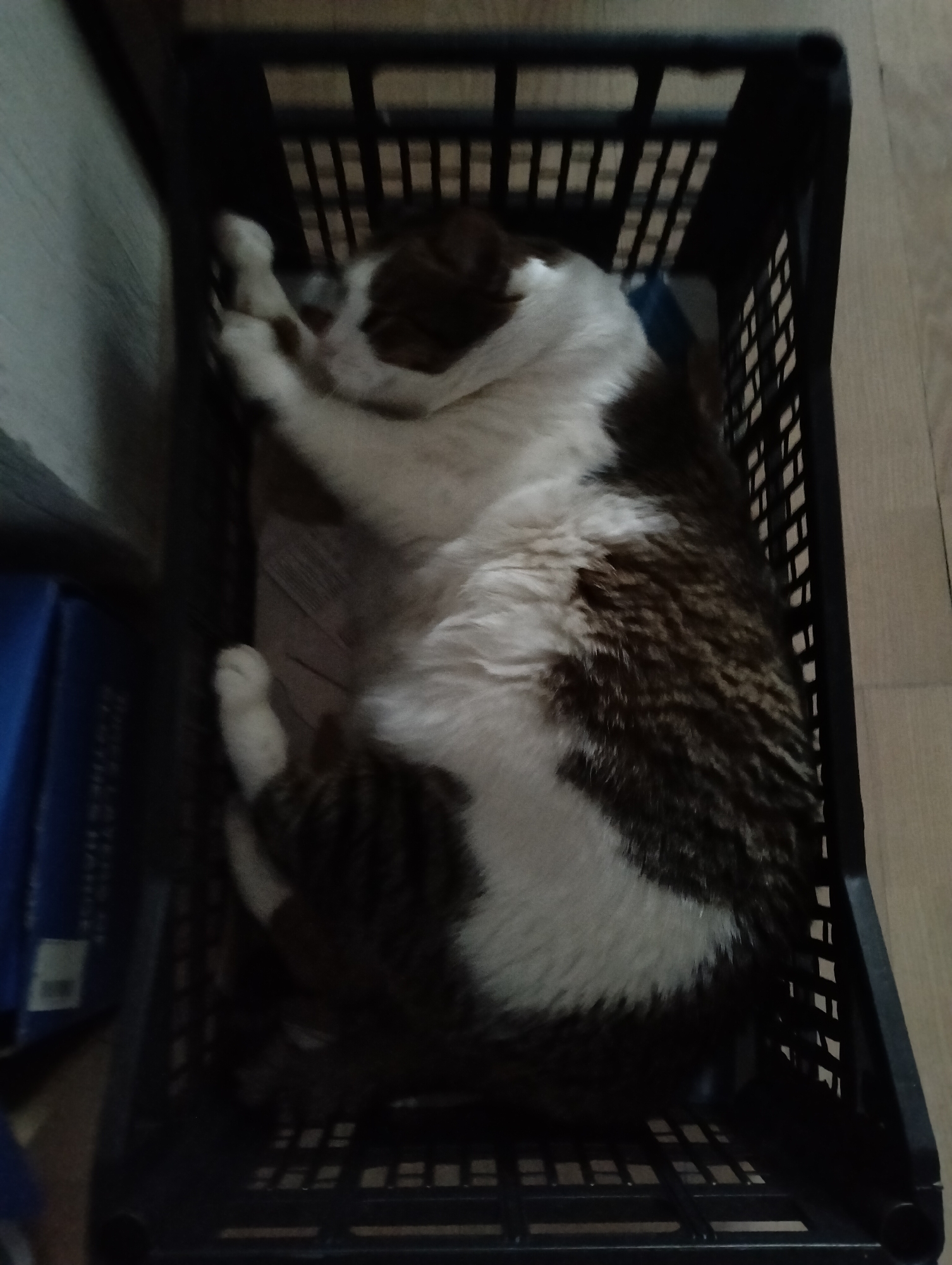 A black plastic crate rests on a light-colored floor. Inside the crate, a brown and white cat is curled up and sleeping. Blue objects are visible to the left of the crate. The location is Krykhivtsi, Ukraine.