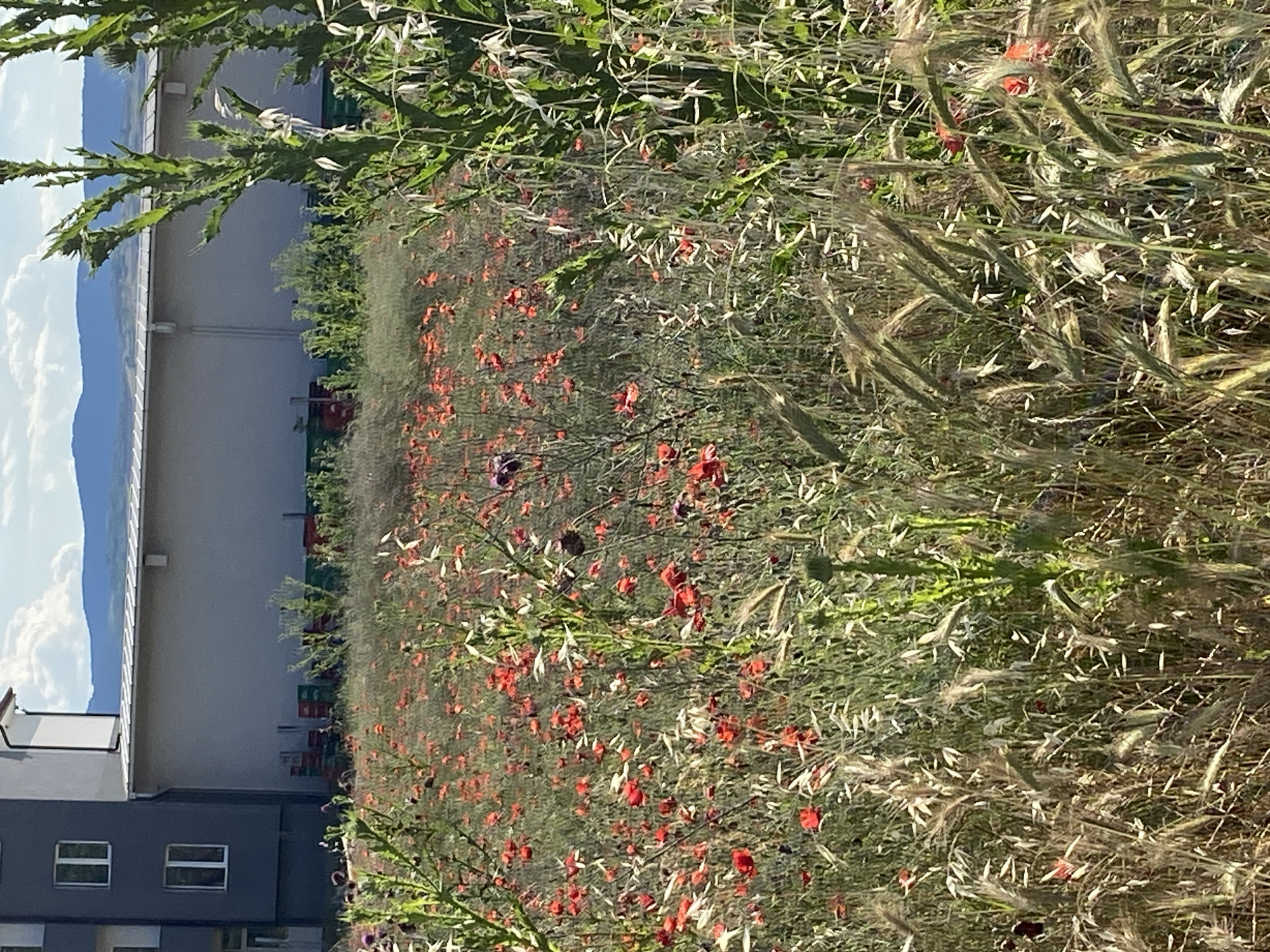 The image shows a field of red poppies and tall grasses in front of a building in Belo Pole, Bulgaria. The building appears to be an industrial or commercial structure with a grey facade and a lighter colored roof. Several stacks of colorful crates, possibly for storage or transport, are visible against the building's wall. In the background, rolling hills are visible under a partly cloudy sky. The foreground is dominated by the wildflowers and grasses, with a large green thorny plant on the right side of the frame. The scene is set in daylight, with the sun casting shadows and highlighting the textures of the vegetation.