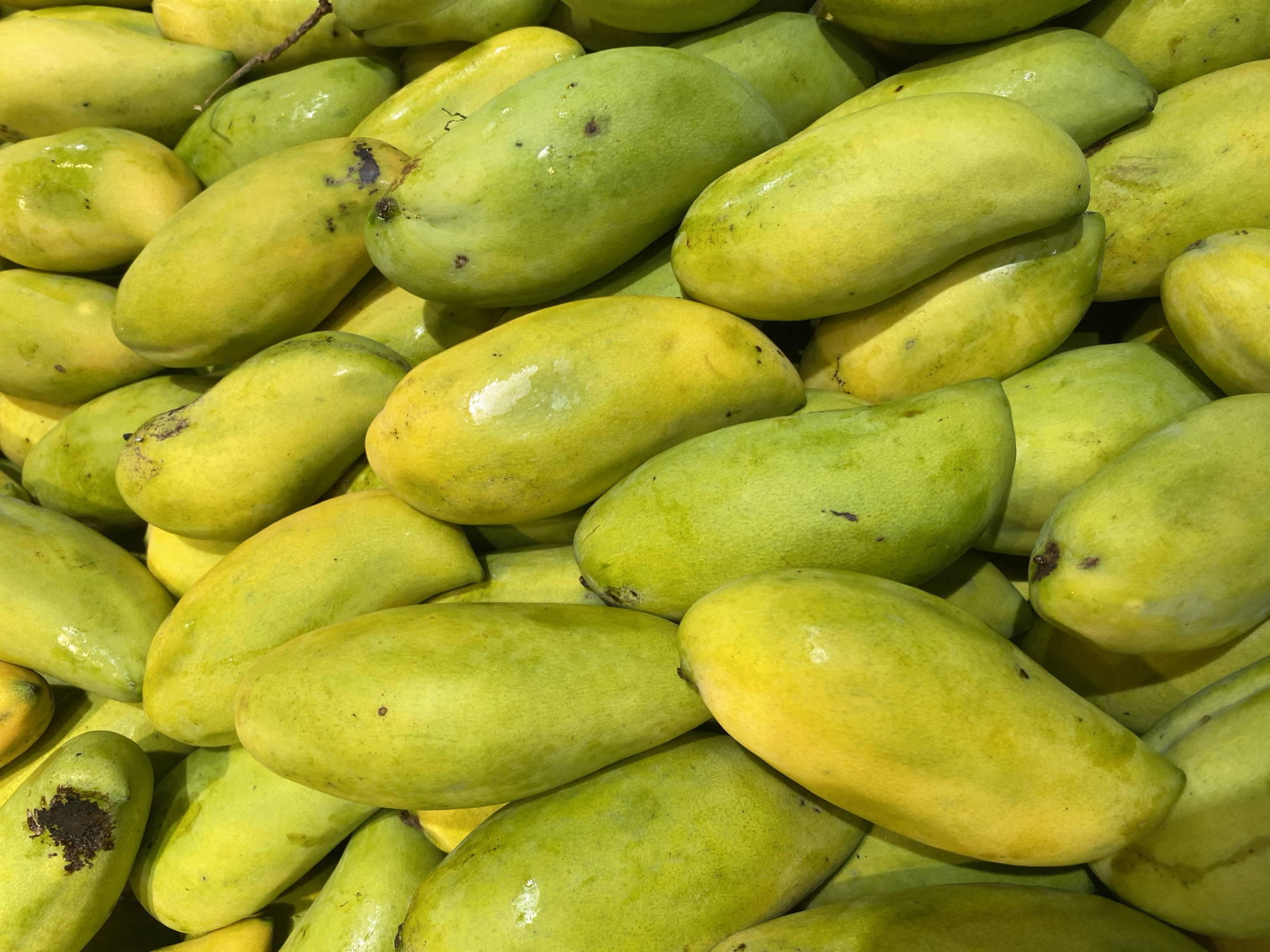 A close-up, overhead shot shows a large pile of ripe mangoes, primarily in varying shades of yellow and green. The fruits are oval-shaped and smooth-skinned, with some displaying slight blemishes. The lighting highlights the glossy texture of the mangoes. The image does not provide enough information to determine a specific location in Banda Aceh, Indonesia, or details about people, actions, or interactions.