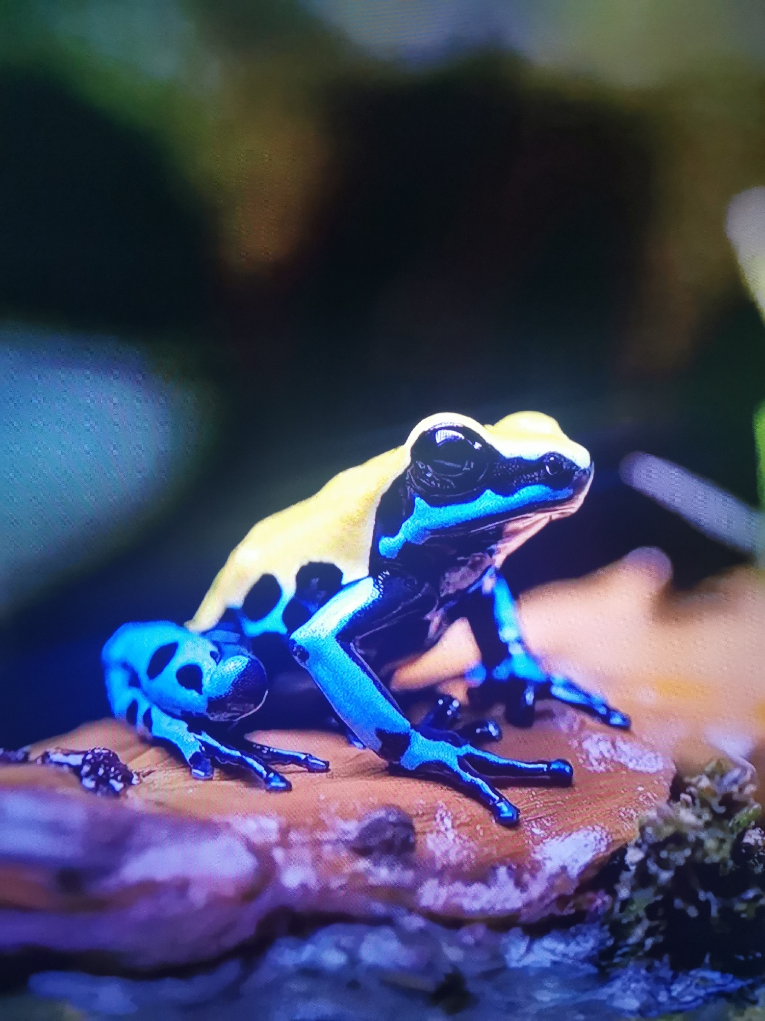 The image shows a close-up of a vibrantly colored poison dart frog. The frog has a bright yellow back with black spots, and its legs are a striking electric blue with black markings. It is perched on a textured, reddish-brown surface, possibly a piece of wood or rock, with hints of green foliage in the blurred background. The lighting accentuates the frog's intense colors and smooth, moist skin. There is no visible indication of the city of Dnipro, Ukraine, or any human presence in the image.