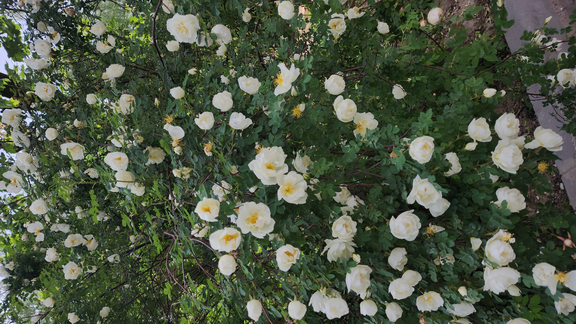 The image depicts a profusion of white roses with yellow centers, densely clustered among green foliage. The roses appear to be part of a large bush or climbing plant. The location appears to be outdoors, possibly a garden or park. No people or other subjects are visible. The environment seems natural and overgrown. The city and state are unknown.