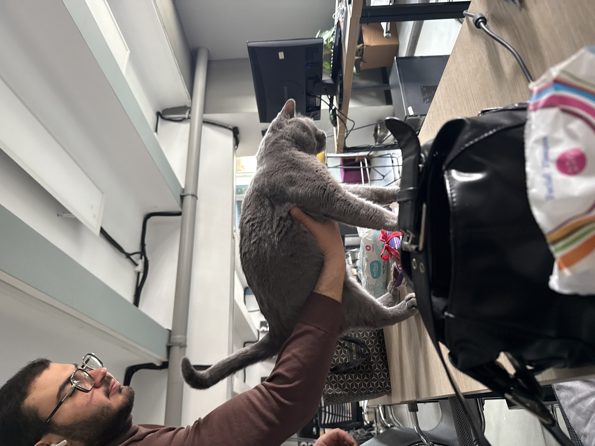 A person is holding a gray cat indoors. The person, wearing glasses and a brown long-sleeved shirt, is looking at the cat. The cat is suspended in the air, its paws reaching towards a surface. A black bag and various objects are on the surface. The location appears to be an office or workspace with desks, monitors, and overhead lighting. The specific location in Yerevan, Armenia cannot be determined from the image.