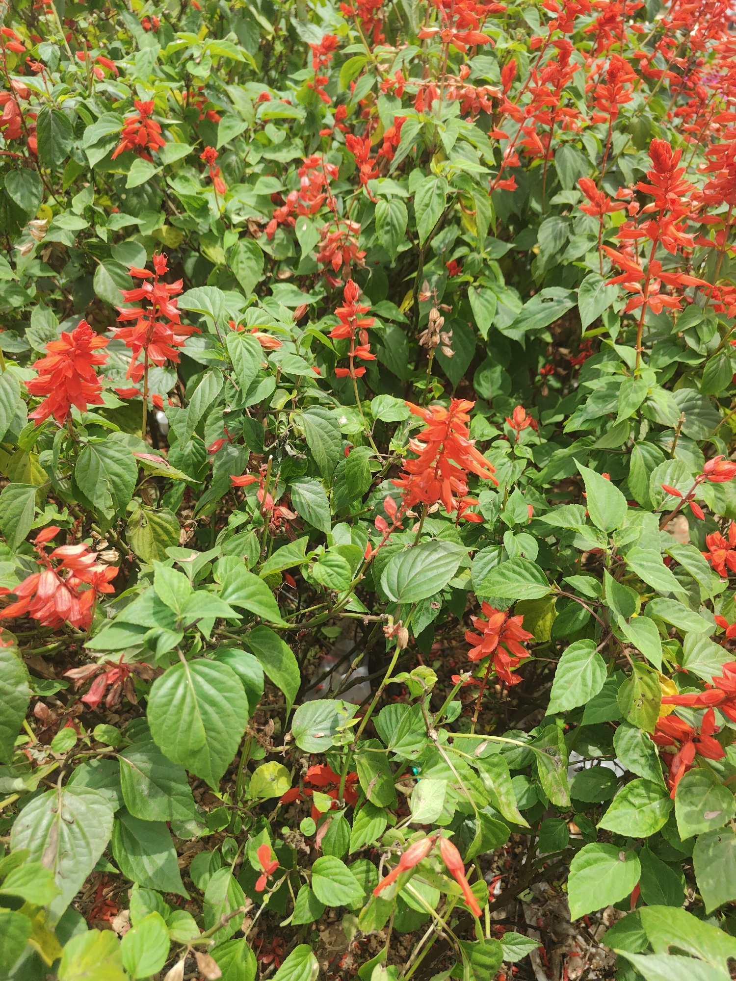 The image displays a dense cluster of vibrant red salvia flowers intermingled with lush green foliage. The salvia flowers are characterized by their tubular shape and are arranged in tall spikes. The leaves are ovate and have a slightly serrated margin. The overall scene suggests an outdoor setting, likely a garden or park, with a naturalistic arrangement of plants. Given the prevalence of salvia and its association with favorable climates for flowering plants, this scene could plausibly be found in the city of Da Lat, Vietnam, known for its temperate weather and abundant floral displays. There are no people or specific actions depicted in the image.