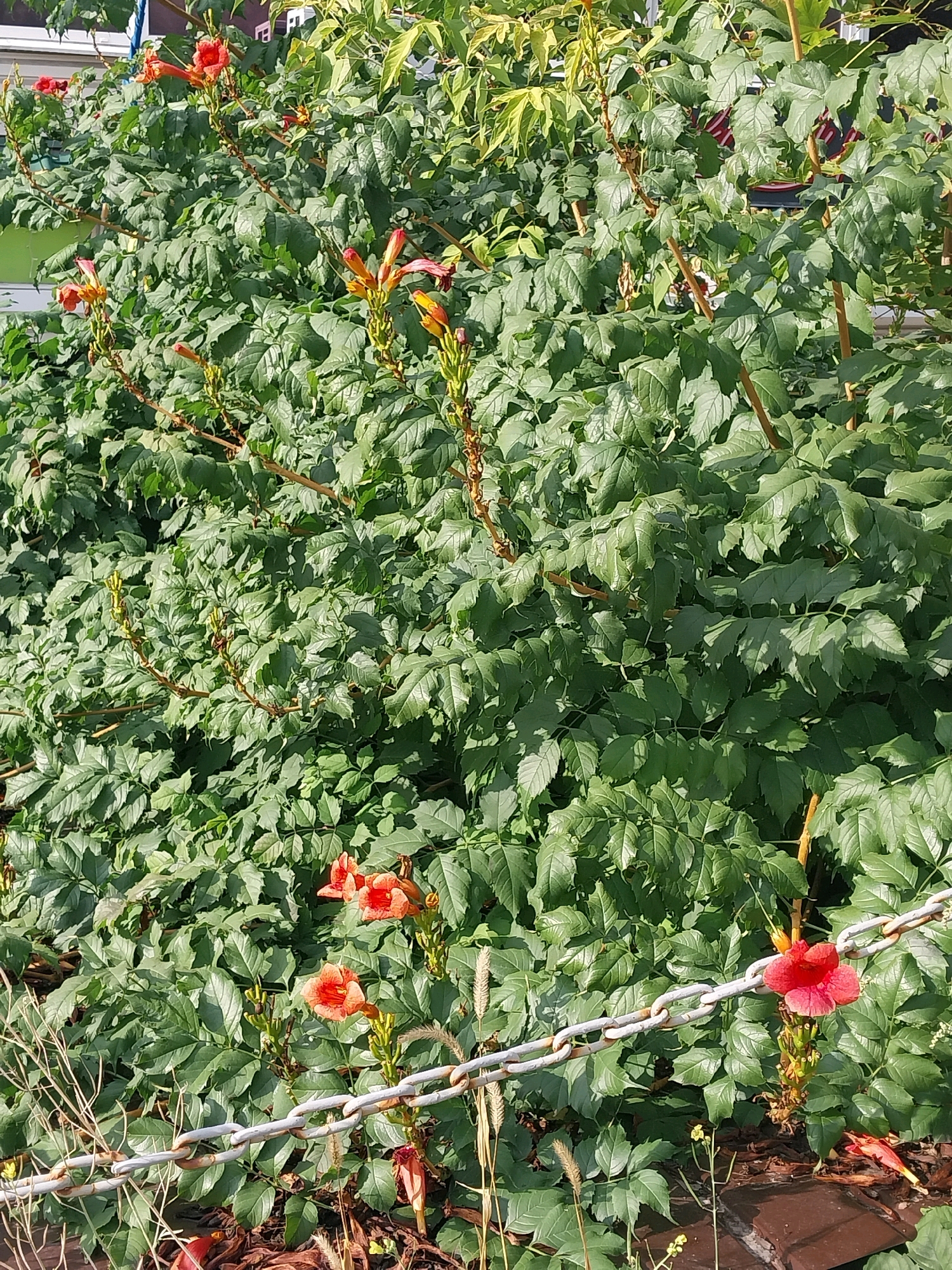 The image depicts a dense green foliage with scattered orange and red trumpet-shaped flowers. A thick, light gray metal chain runs horizontally across the lower portion of the frame, partially obscuring the plants and flowers behind it. The foliage appears to be a vine or shrub with compound leaves. In the background, hints of buildings and a building facade are visible, suggesting an urban or suburban setting. The lighting suggests it is daytime, with sunlight creating shadows and highlights on the leaves and flowers. The presence of the chain and the style of the foliage could suggest a decorative planting or boundary in a public space or a garden. The location is identified as Dnipro, Ukraine.