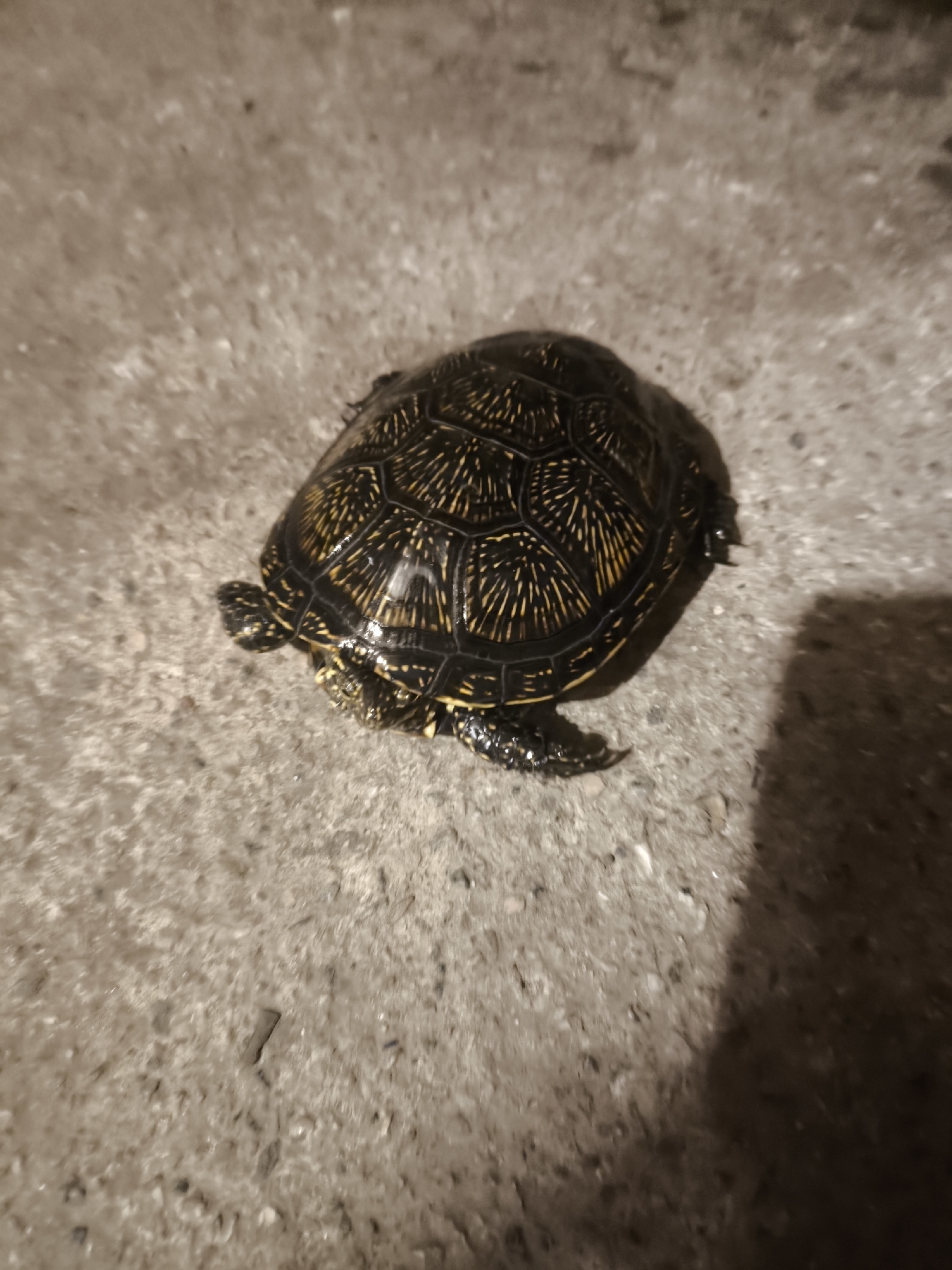 A turtle is shown on a concrete surface. The turtle is dark with yellow markings on its shell and legs. The concrete surface is rough and uneven, with some small pebbles and debris visible. A shadow is cast on the right side of the image, obscuring part of the concrete surface and the turtle. The image appears to be taken in a low-light environment, possibly at night or indoors. There is no indication of the city of Zaporizhzhia, Ukraine, or any other specific location.