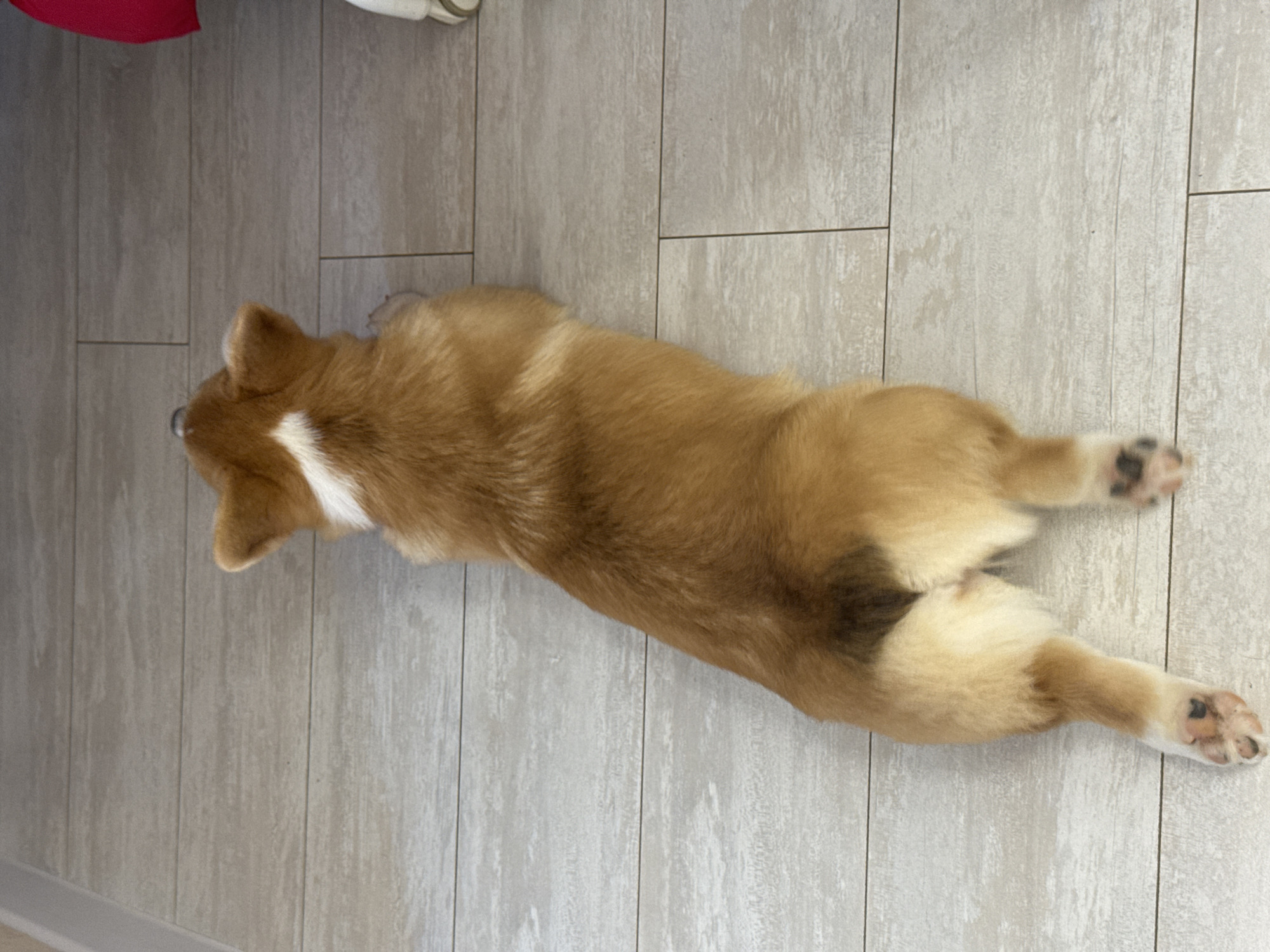A tan and white corgi lies on a light-colored tiled floor, with its legs stretched out behind it. The floor appears to be in a modern style, with a wood-like grain pattern. Part of a red object is visible in the upper left corner of the image. The location is not determinable from the image.