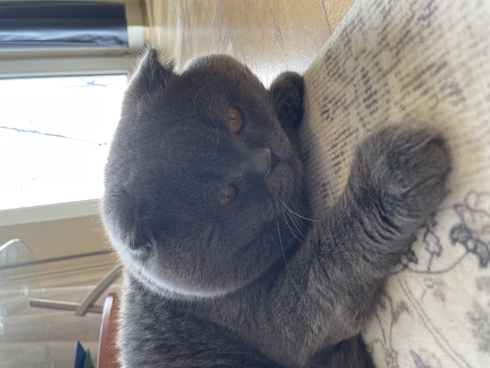 An indoor scene in the city of Unknown, Unknown, depicts a solid gray Scottish Fold cat lying on a light-colored, patterned area rug. The cat's head is oriented slightly to the viewer's right, resting on its left front paw. Its right front paw is extended forward on the rug. The cat exhibits characteristic folded ears and prominent orange-amber eyes. White whiskers are visible on its muzzle. The rug in the foreground features a faded ornate design in gray-brown tones on a cream background. A light-toned wooden floor is visible to the right of the rug and behind the cat's extended paw. The background features a large, brightly illuminated window, serving as the primary light source. To the immediate right of the window, a dark blue curtain is present. In the upper left background, partial views of furniture, including a brown object and a metallic leg supporting a transparent surface, are discernible.