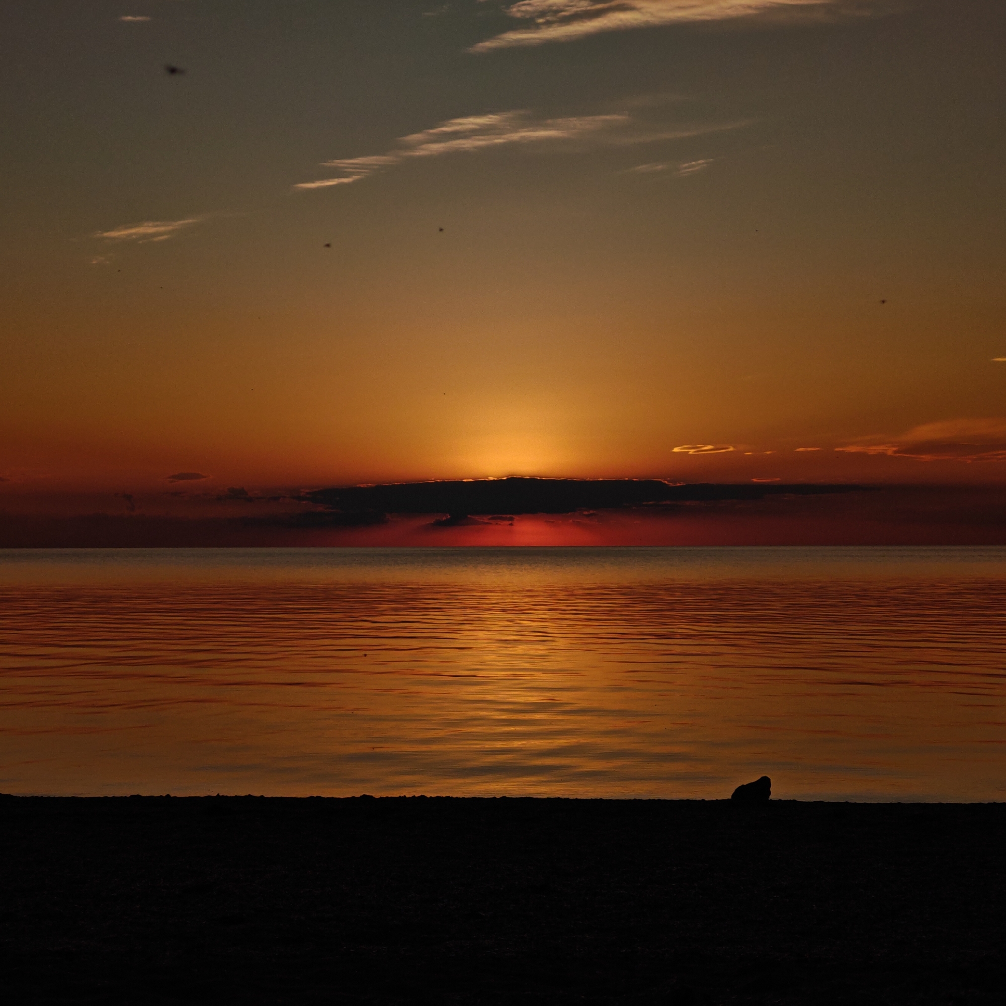 The image depicts a serene sunset over a calm body of water, likely the sea, in городское поселение Щелкино, Ukraine. The sky, occupying the upper two-thirds of the frame, transitions from a muted grey-brown at the very top to vibrant hues of orange and gold towards the horizon. The setting sun, positioned centrally, is largely obscured by a prominent, dark, horizontal bank of clouds. A strong, golden-orange glow emanates from behind and above this cloud bank, with visible rays of light piercing downwards just below it, creating an intense reddish-orange band directly above the distant water. Scattered, thin, white clouds are present in the upper left sky, while darker, more substantial clouds extend across the horizon on both sides of the sun. Several small, dark specks, identified as birds, are visible in various parts of the upper sky.
The body of water, comprising the middle third of the image, reflects the rich colors of the sky. It exhibits a gradient from muted greyish-blue tones near the distant horizon to vivid golden-orange and reddish reflections closer to the viewer. The water's surface shows subtle, horizontal ripples, catching the light and creating textured patterns.
The bottom third of the image is a deep black silhouette of the foreground, likely a beach or shoreline. The top edge of this dark area is slightly uneven, suggesting a natural boundary of sand or small rocks. On the right side of this dark foreground, a distinct, rounded, irregularly shaped silhouette, appearing to be a rock or a piece of debris, rests on the shore. No people or human activity are visible in the scene.