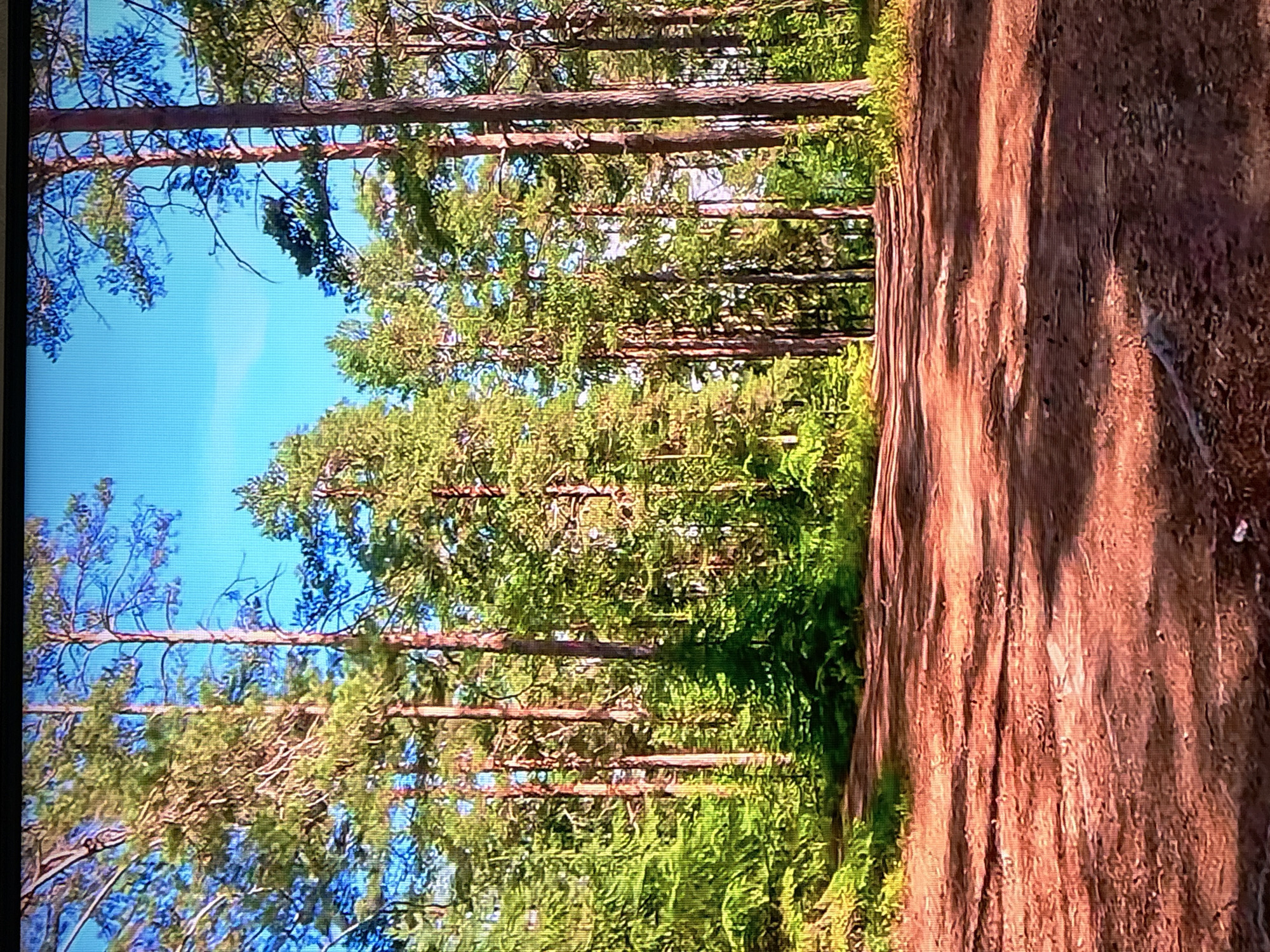 The image depicts a sun-dappled dirt path winding through a dense pine forest. The path, composed of reddish-brown earth, is uneven with visible stones and debris. Tall, slender pine trees with rough bark and green needles dominate the scene, their trunks stretching upwards towards a bright blue sky. Sunlight filters through the canopy, casting long shadows across the path and illuminating patches of vibrant green undergrowth and foliage. The overall impression is one of a natural, serene woodland environment. The location is not specified within the city of Krasnokamsk, Russia. There are no people, animals, or man-made structures visible in the image.