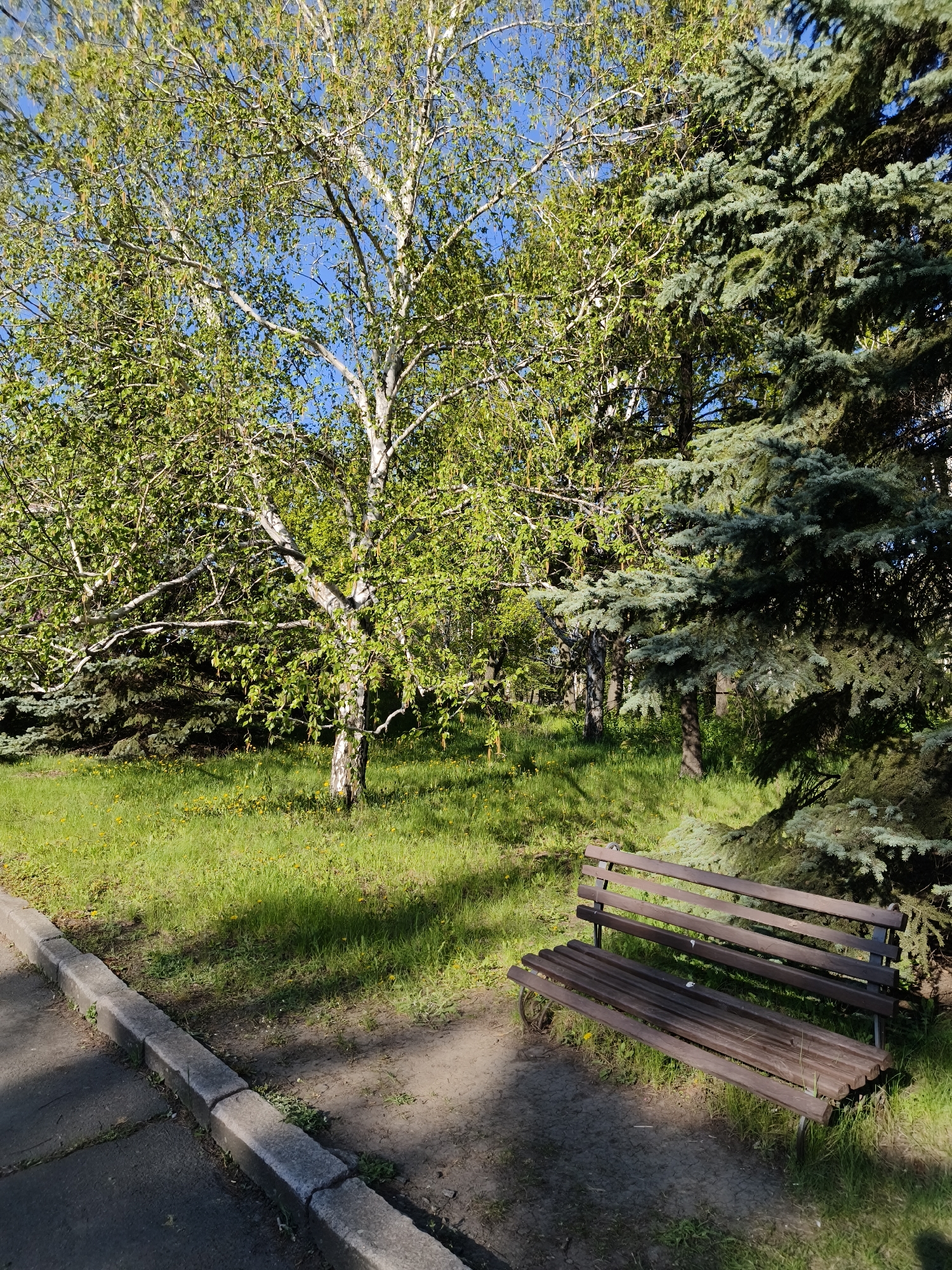 The image depicts a tranquil scene in a park, possibly within the city of Kryvyi Rih, Ukraine. A wooden park bench is positioned on a patch of earth and grass, partially shaded by a large evergreen tree to its right. To the left of the bench is a concrete sidewalk curb, with a paved surface beyond.
In the background, a birch tree with light-colored bark stands prominently, surrounded by green grass and a few yellow wildflowers. Other trees, including evergreens, fill the background, creating a natural, wooded environment. The sky is visible through the foliage, appearing clear and blue. The scene is bathed in natural light, suggesting it is daytime. There are no people visible in the image.