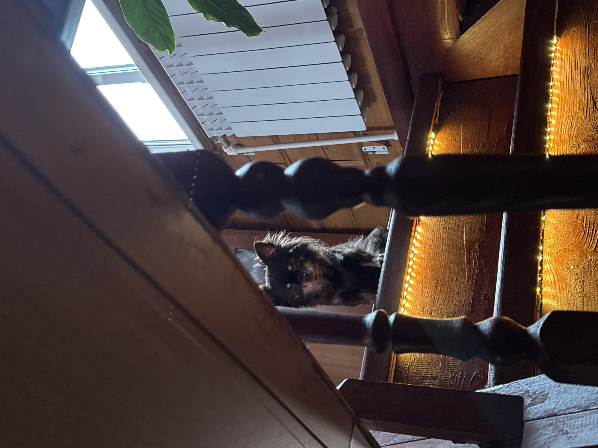 A fluffy, dark-colored dog with lighter patches around its eyes and muzzle lies on a wooden surface. The dog is positioned on a stairwell, with its head tilted slightly upwards and eyes open, looking towards the camera. Behind the dog, a wooden wall is illuminated by a string of warm, yellow LED lights. The stair railing, made of dark, carved wood, is prominent in the foreground, partially obscuring the view of the dog. Above and to the left, a skylight lets in natural light, illuminating a white slatted blind and a green leaf from a plant. The overall scene suggests an indoor setting, possibly a home, with a cozy and rustic ambiance. The lighting from the skylight and the LED strip creates a warm, inviting atmosphere. No text is visible in the image.
