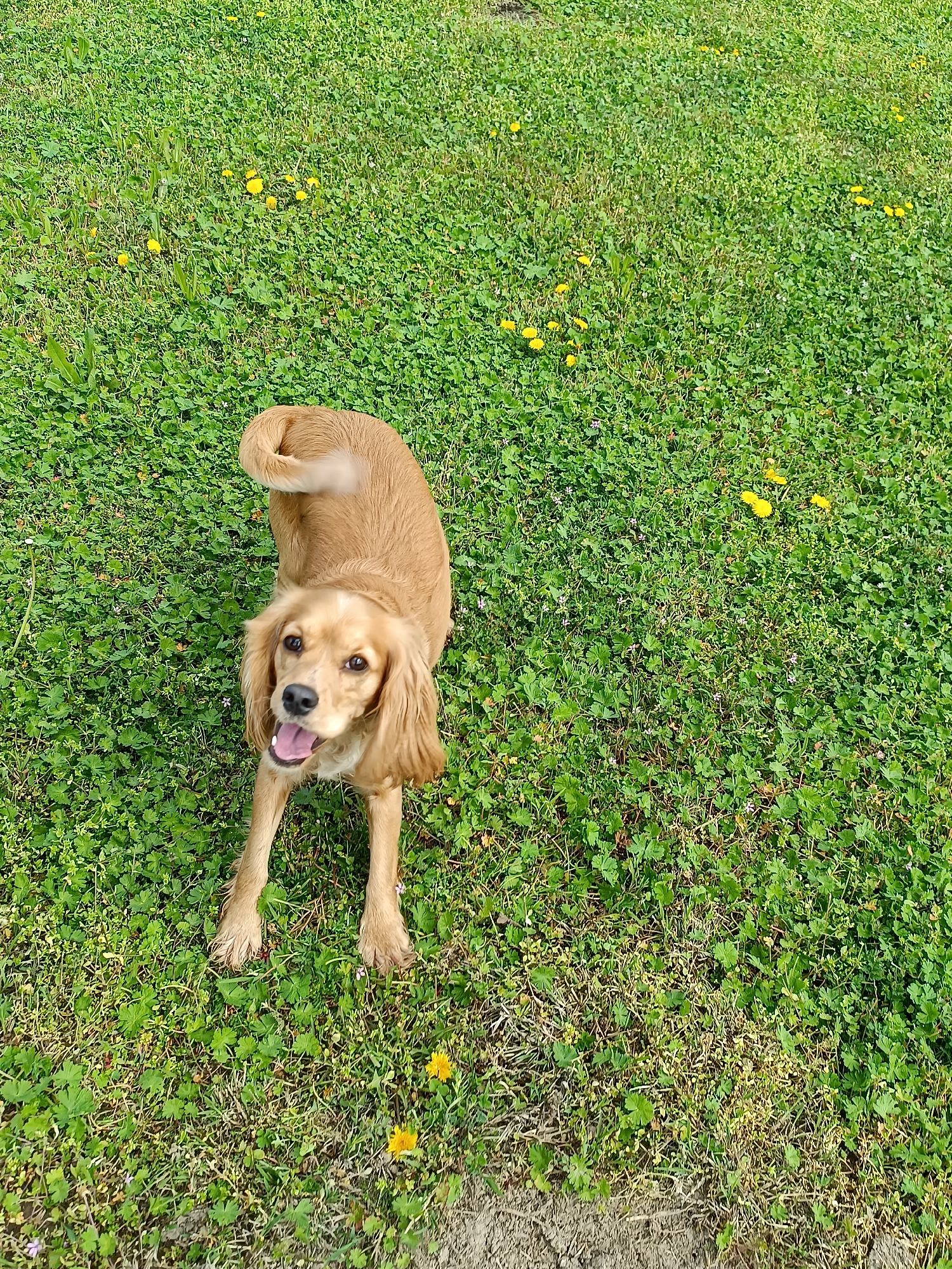 A medium-sized, golden-colored Cocker Spaniel dog is in the center of the frame. It is laying down on the grass with its front paws extended forward. The dog is looking up at the camera with an open mouth, revealing its tongue. The background is green grass with scattered yellow dandelions. The bottom portion of the image has dry and bare ground visible, suggesting an edge of a yard or park. No other people or objects are identifiable. The image does not reveal or suggest the location in the city of Cherkovitsa, Bulgaria.