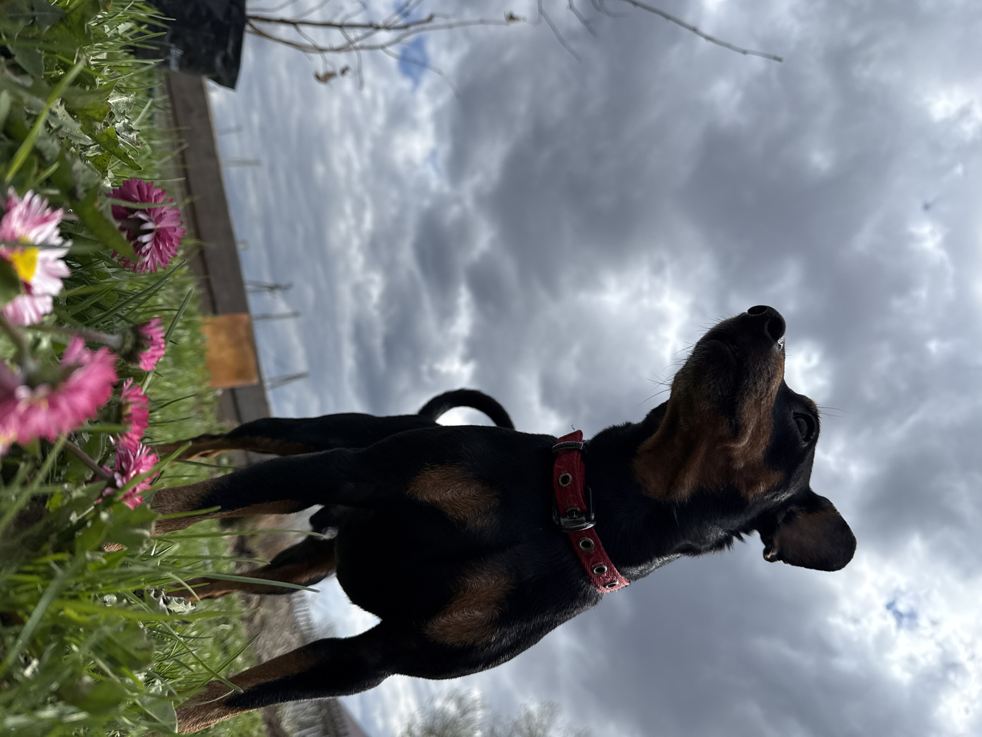 A low-angle, outdoor photograph shows a black and tan dog with a red collar standing in a grassy area with pink daisies. The dog is looking upward towards a cloudy sky. The location is purportedly in Nizhnyaya Chermoda, Russia. The background includes grass, flowers, and a cloudy sky.
