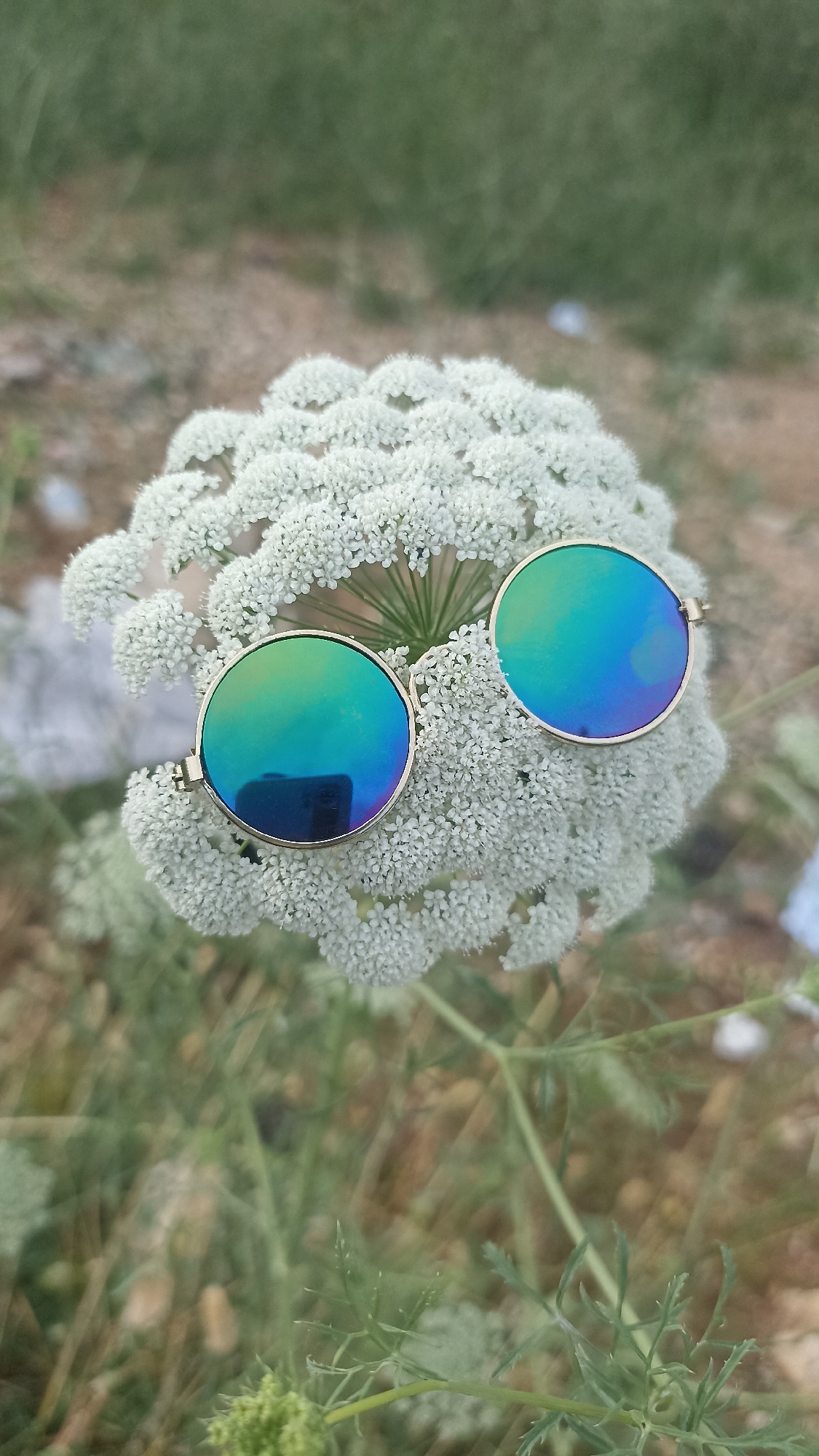 Sunglasses with reflective lenses rest on a white Queen Anne's Lace flower. The location is likely in Yenişehir, Turkey, based on the available information. The immediate environment is a field or grassy area. No people or specific actions are discernible in the image.