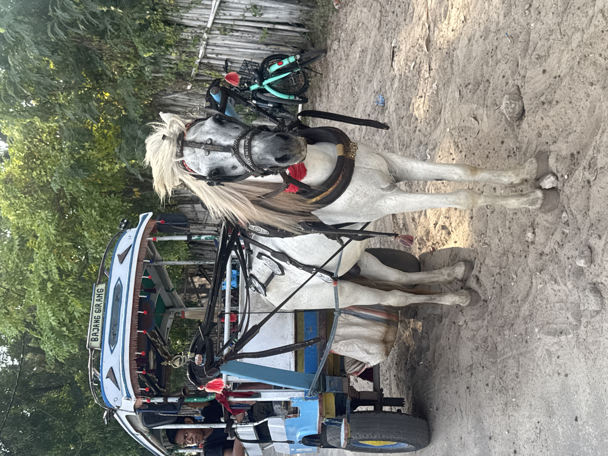 This vertical full-shot image features a light-colored horse, likely white or gray dapple, harnessed to a traditional horse-drawn cart. The horse has a long, flowing white mane and is equipped with an elaborate harness that includes dark leather, metallic elements, and red tassels around its neck.
The horse is connected to a colorful cart, identified by the text "BAJANG GIRANG" prominently displayed in white letters on a blue panel on its side. The cart is adorned with blue, white, and red decorative elements. Two people are visible inside the cart; one individual in a dark shirt is partially seen in the lower left, while another person's head is visible further back. A white bag is secured to the cart near the horse's hindquarters. The cart's front wheel, featuring a yellow hub, is visible in the foreground.
The setting is an unpaved dirt road, which appears sandy and includes small rocks and debris. Lush green foliage, suggesting trees or bushes, frames the left side of the scene. In the background on the right, a wooden fence is visible, with a blue and black bicycle leaning against it. The bright illumination indicates it is daytime. The image captures a moment of local transport or daily life, consistent with a rural or semi-rural Indonesian setting.