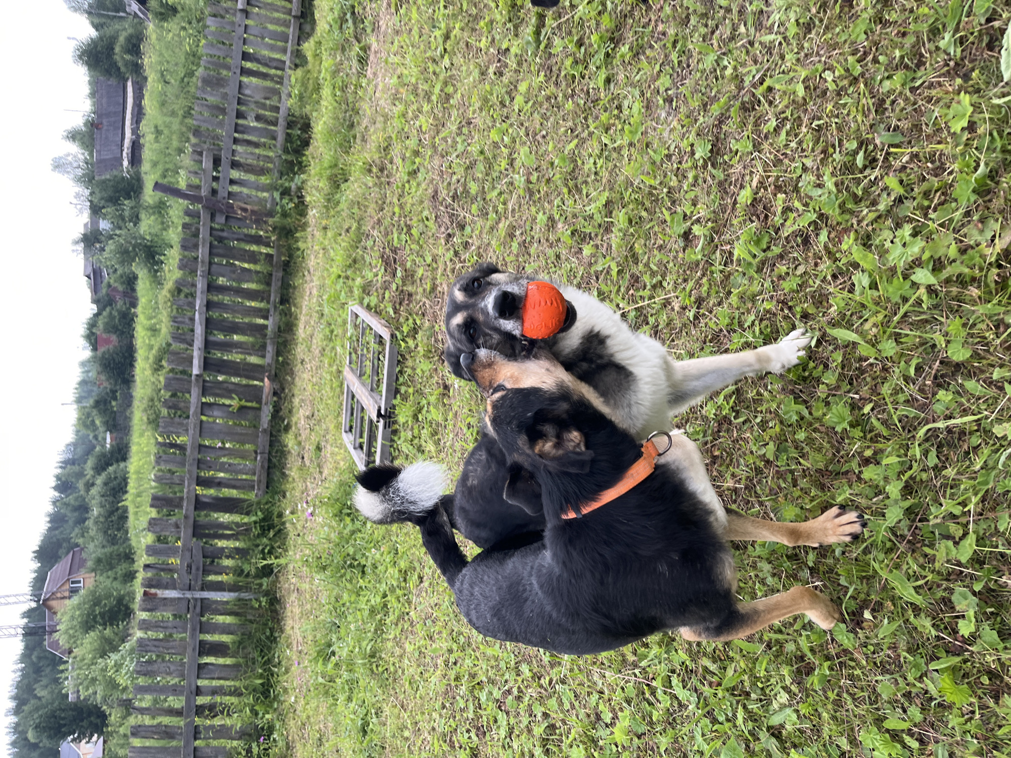 The media file shows two dogs in a grassy outdoor setting. One dog, predominantly black with some tan markings, is lying down with an orange collar. Its tail has a white tip. The other dog, larger with black, white, and grey patches, is standing and has an orange ball in its mouth. They appear to be playing together.
The background includes a weathered wooden fence, some greenery, and hints of buildings and trees in the distance. The lighting suggests it is daytime, possibly overcast given the muted light. The overall impression is a casual, rural environment. There is no visible text in the image. The dogs' expressions are not clearly discernible due to the angle and focus. The scene suggests a playful interaction between the two animals in what appears to be a backyard or field in a rural or semi-rural area. Based on the provided location context of Nizhny Tagil, Russia, the setting is likely a dacha or a similar property.