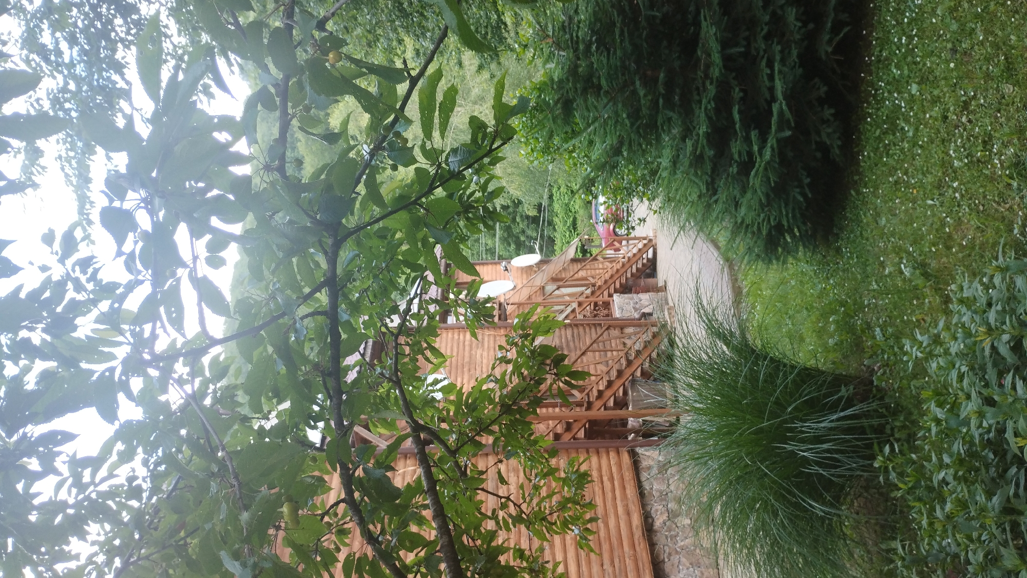 The image depicts a wooden house with stone foundations in a rural setting, likely the city of Siniak, Ukraine. The house has two outdoor staircases leading to the upper levels, each with wooden railings. Satellite dishes are mounted on the exterior walls. In the foreground, a large clump of tall, green grass stands to the left of a paved walkway. To the right of the walkway, a dense evergreen tree is visible, and the ground is covered in grass with small white flowers. Beyond the house, a red car is parked, and a forest-covered hill is in the background. Overhanging branches with green leaves partially obscure the view of the house and the surrounding environment. The scene suggests a calm, natural outdoor environment, possibly a residential area or a guesthouse.