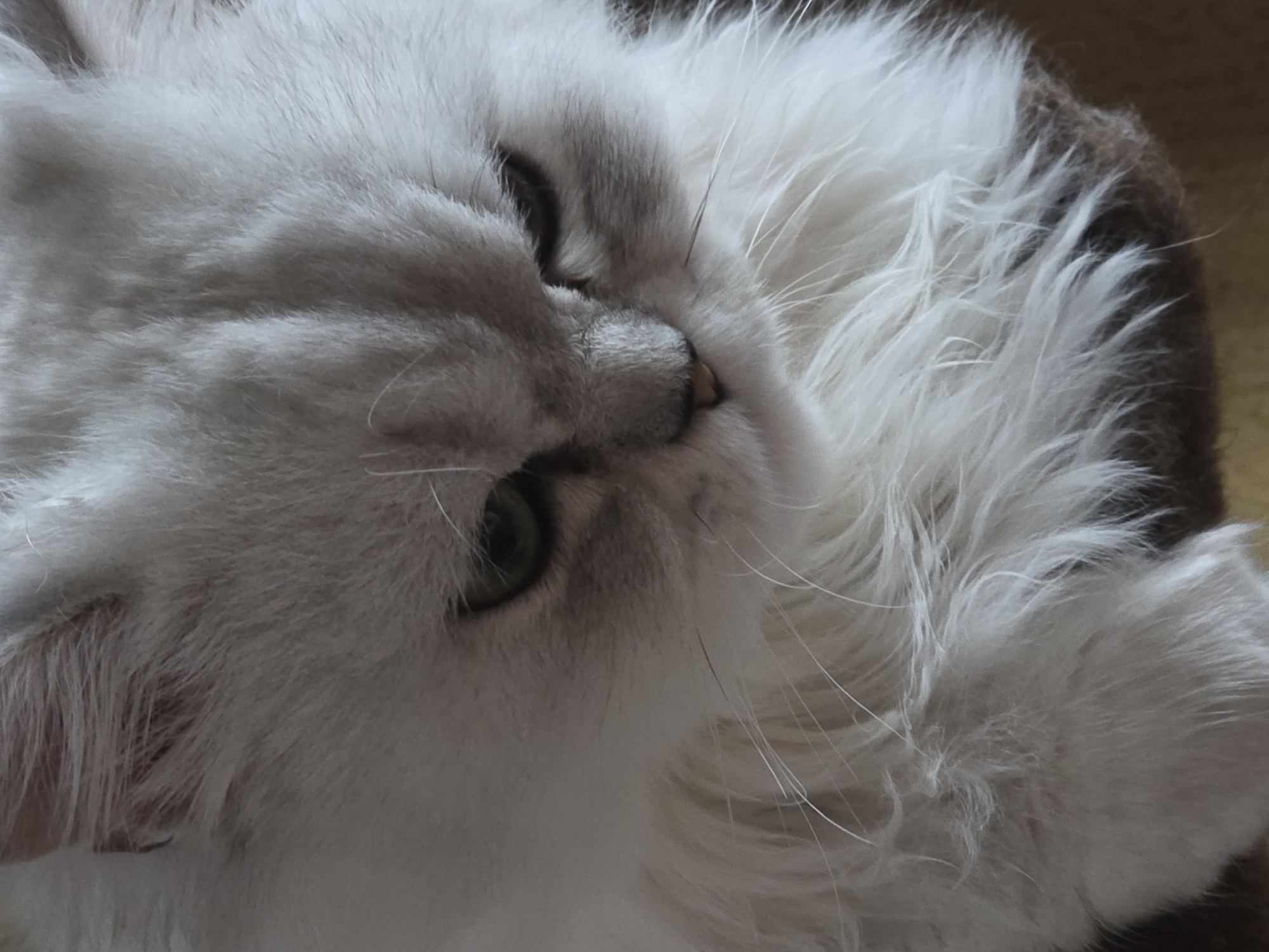 A close-up, head-on, eye-level shot shows a Persian cat with long, fluffy, white fur and grey markings around its eyes and nose. The cat's expression appears grumpy or displeased, with its eyes narrowed and its mouth slightly downturned. The fur is predominantly white, with subtle grey undertones, especially on the face. The background is blurred and appears to be a brown, textured surface, possibly a cat tree or furniture. There is no indication of the city of Novocheboksarsk, Russia, or any specific location within it. The image is focused solely on the cat's face and upper body.