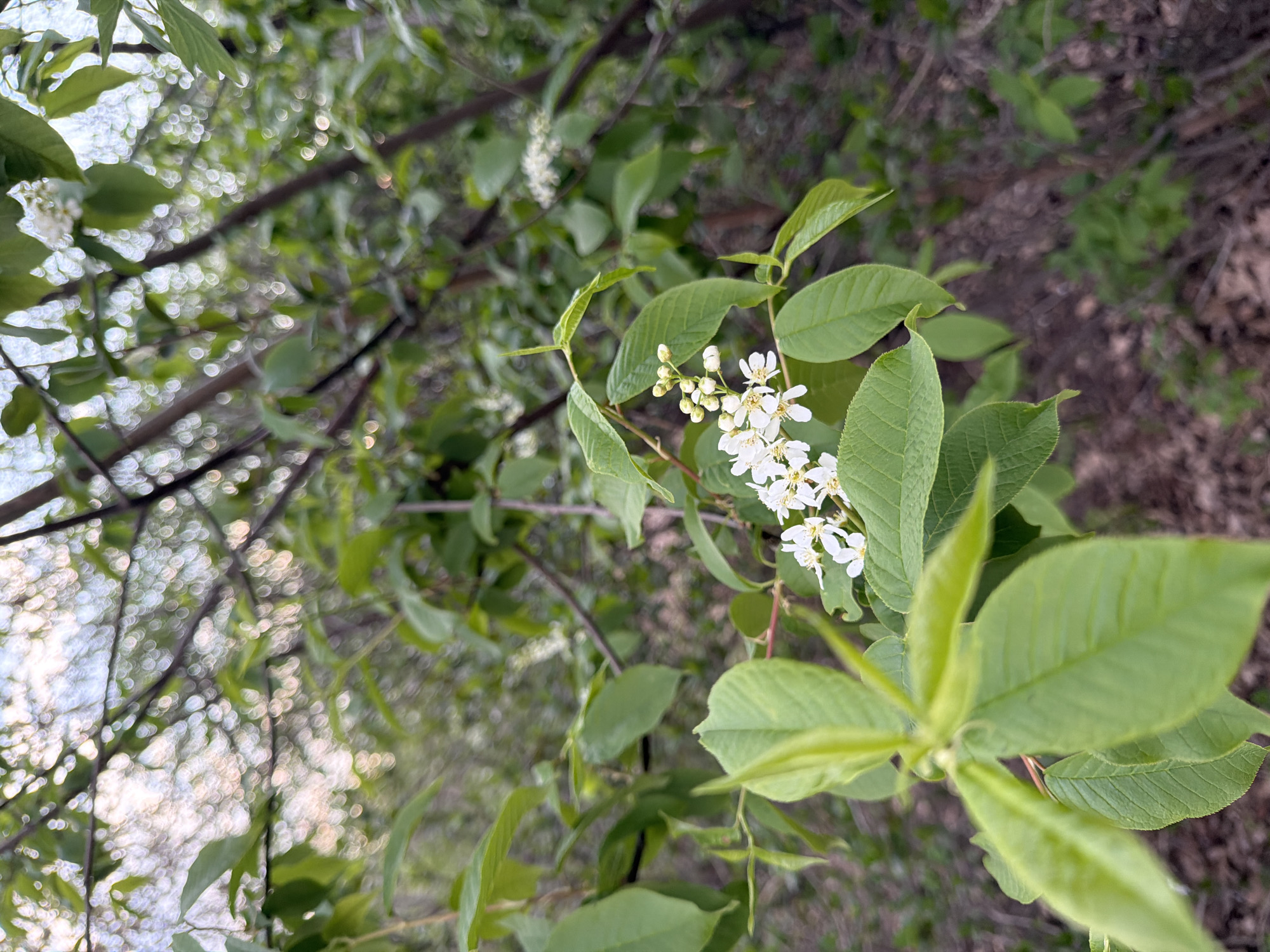 The image presents a close-up view of a tree branch adorned with green leaves and clusters of small, white flowers. The leaves are oval-shaped and feature prominent veins. The flowers are arranged in dense racemes, suggesting they are part of a flowering tree. The background consists of blurred foliage and hints of a lighter, possibly sky-lit area. The location, city of Izhevsk, Russia, is not ascertainable based solely on this image. There are no humans depicted in this image.